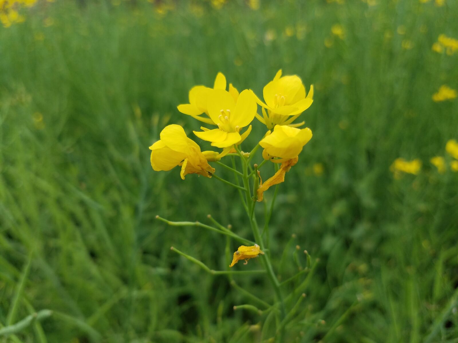 Samsung Galaxy S7 sample photo. Nature, flowers, grass photography