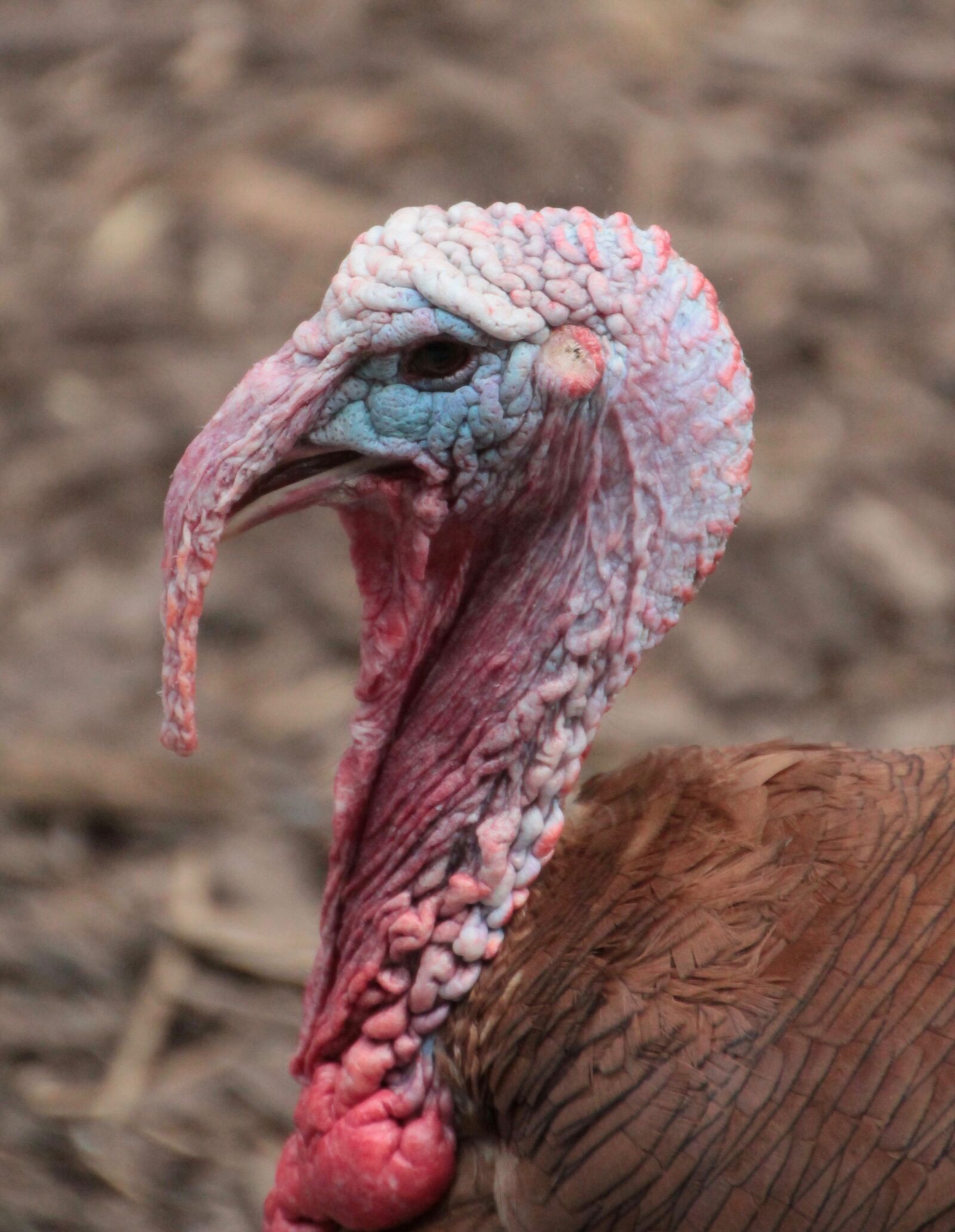 Canon EOS 600D (Rebel EOS T3i / EOS Kiss X5) sample photo. Turkey, backyard, poultry photography