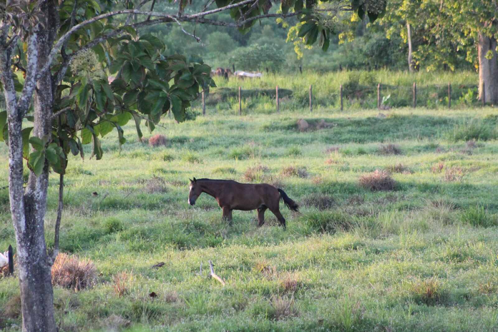 Canon EOS 1100D (EOS Rebel T3 / EOS Kiss X50) sample photo. Horse, prairie, prado photography