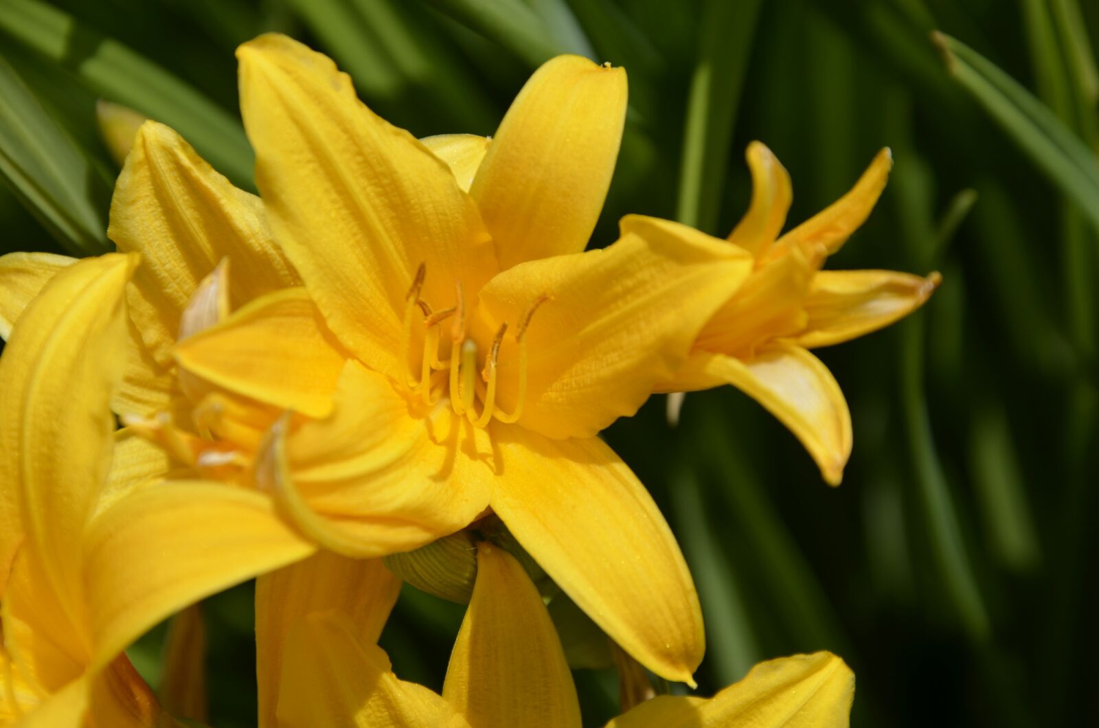Nikon D5100 sample photo. Yellow, flower, macro photography
