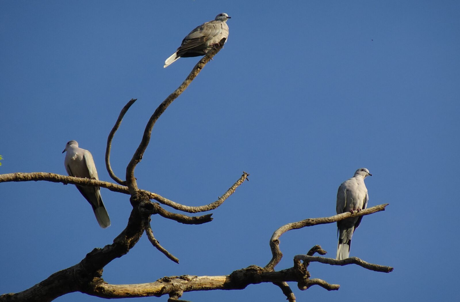 Sony DSC-WX800 sample photo. Bird, dove, eurasian collared photography