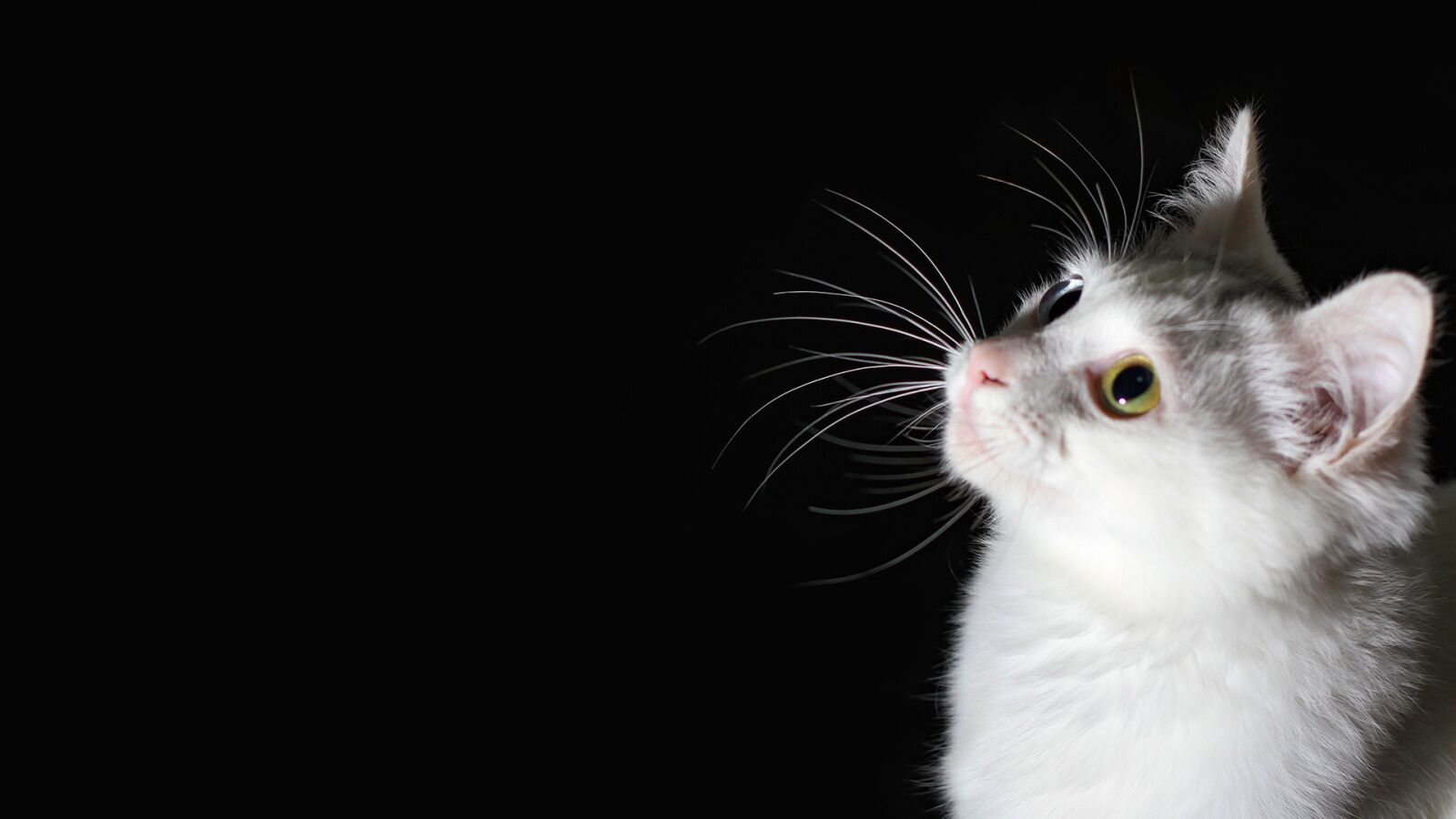 Canon EOS 7D + Canon EF 50mm F1.8 II sample photo. Cat, black, white photography