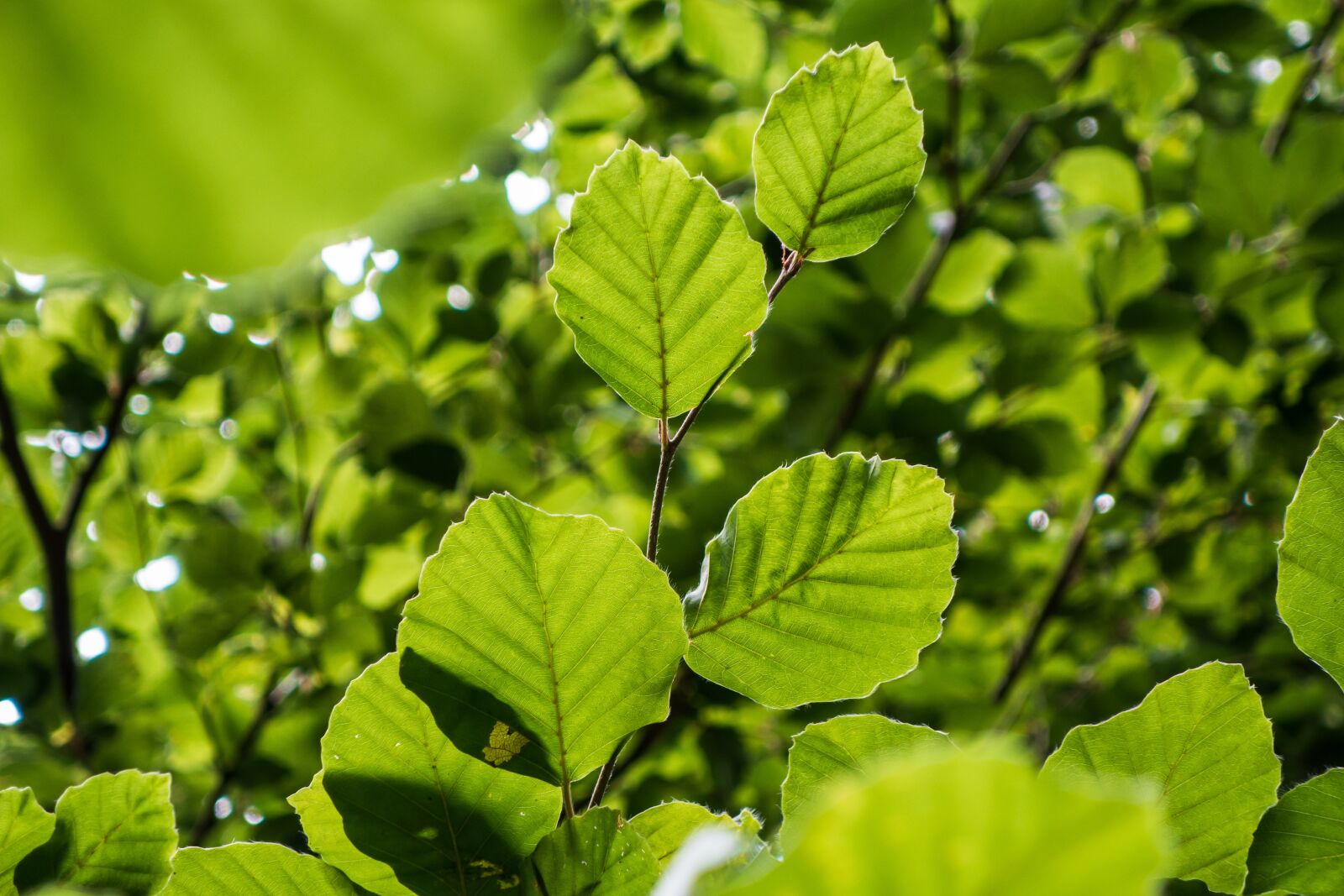 Sony Cyber-shot DSC-RX100 II sample photo. Leaves, branch, light photography