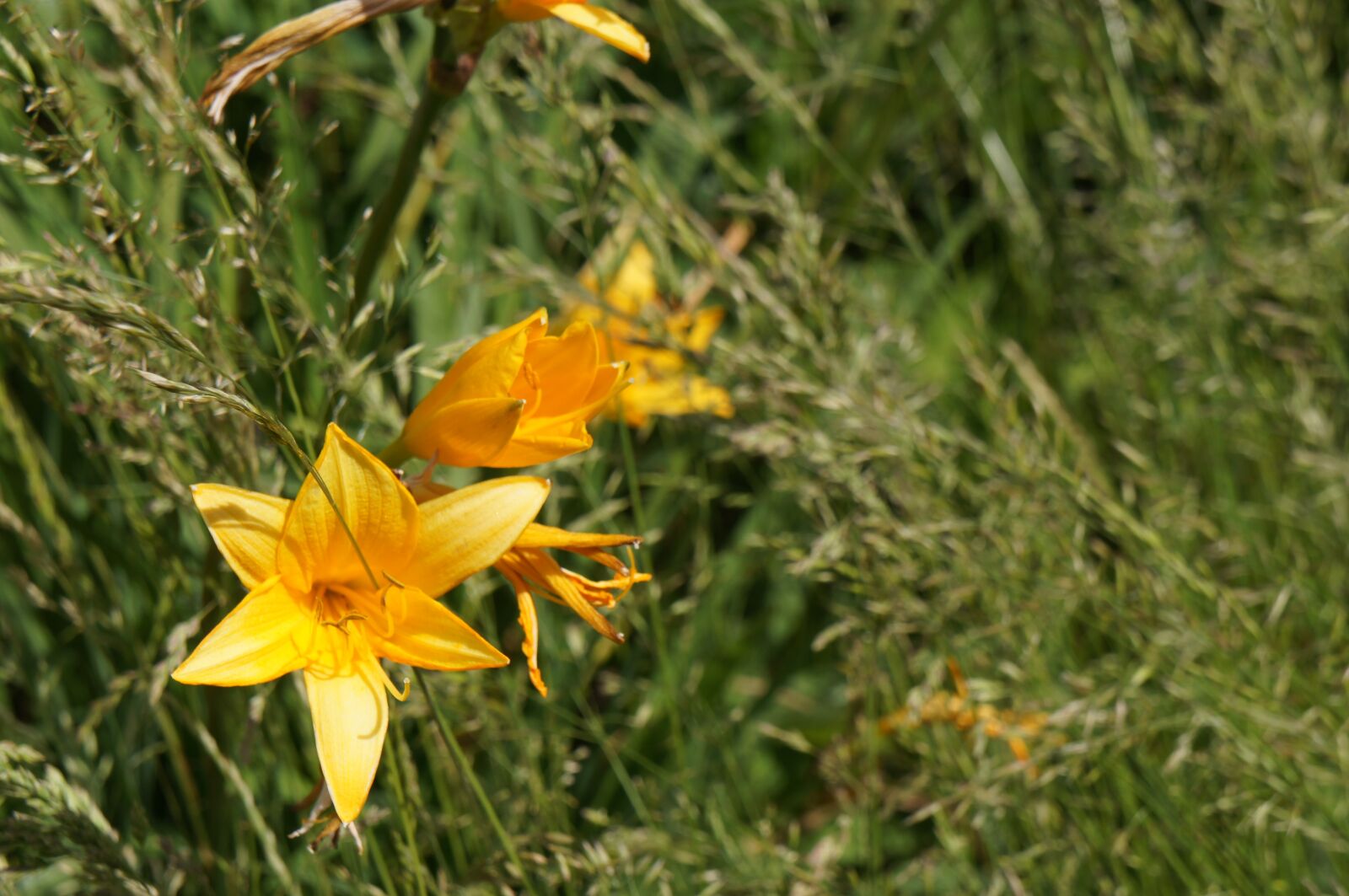 Sony Alpha NEX-C3 sample photo. Lily, yellow, flower photography