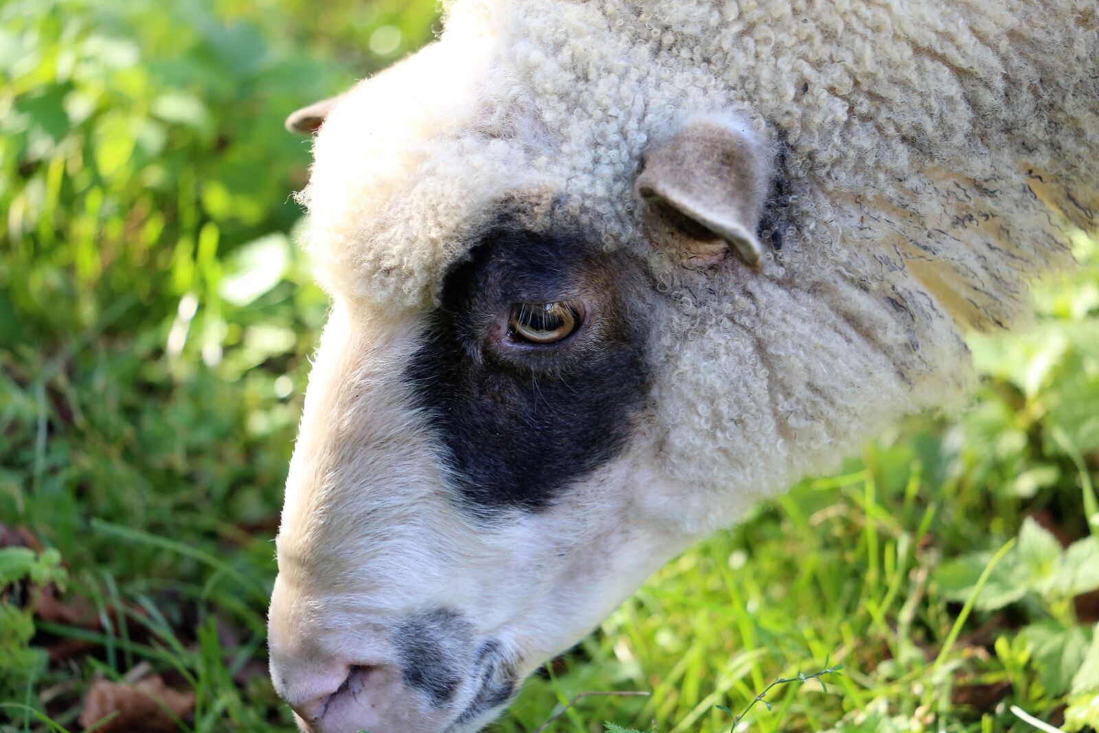 Canon EOS 6D sample photo. White sheep, head, animal photography