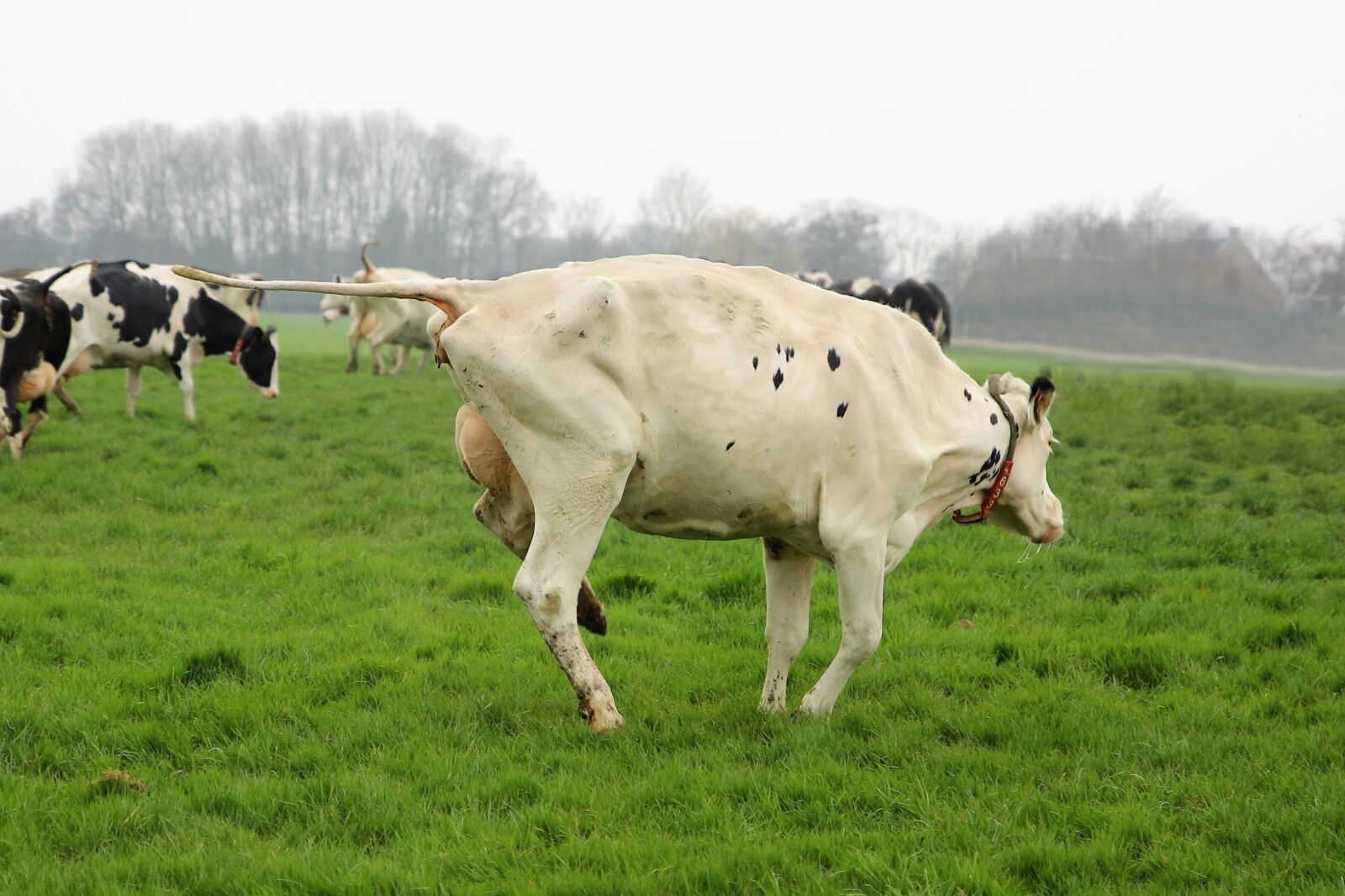 Canon EOS 6D Mark II sample photo. Farm, cattle, cows photography
