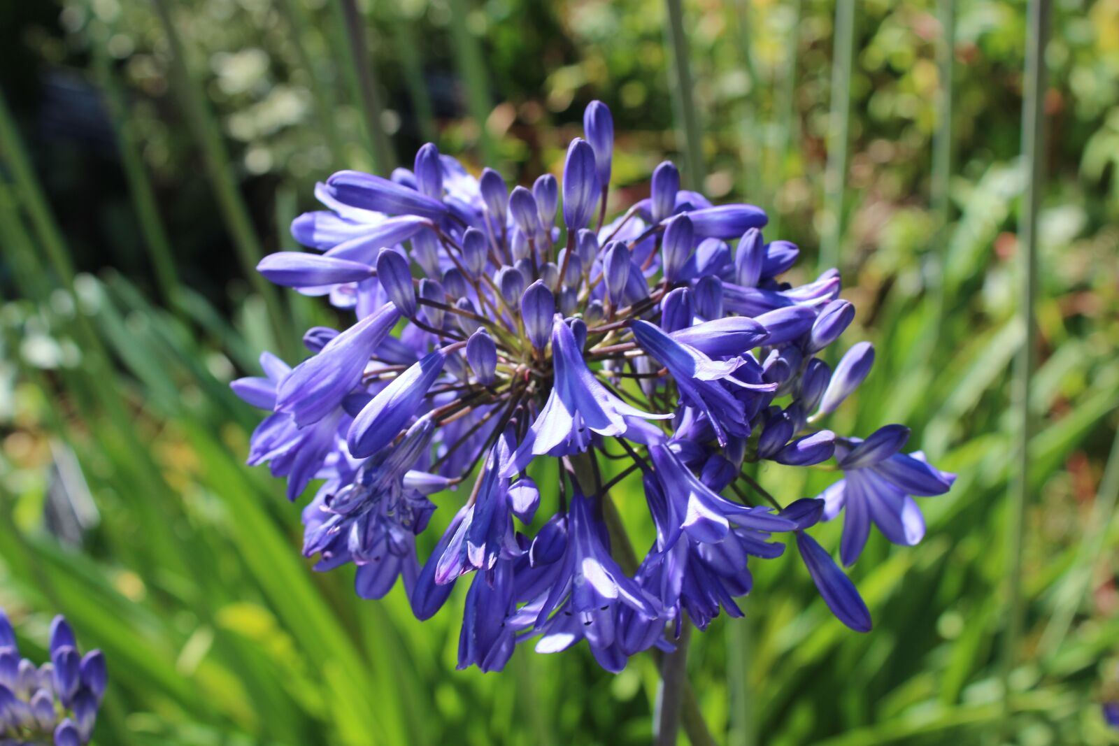 Canon EOS 600D (Rebel EOS T3i / EOS Kiss X5) sample photo. Purple flower, flower, purple photography