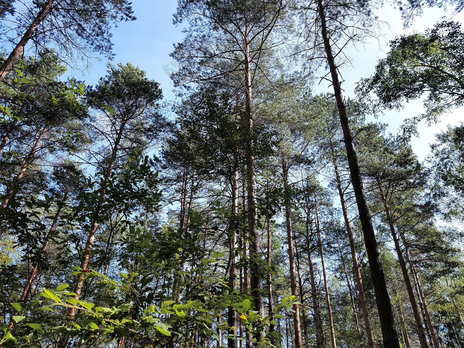 Samsung SM-G930F sample photo. Forest, pine, tree photography
