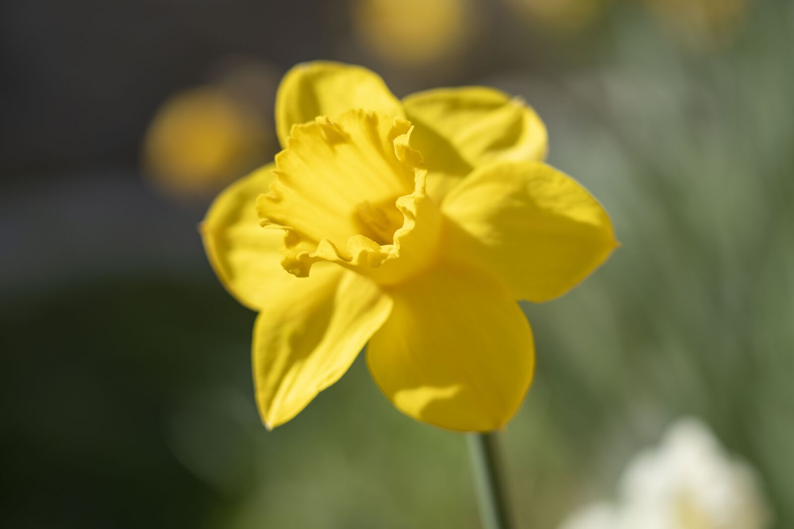 Sony FE 24-105mm F4 G OSS sample photo. The narcissist, flower, yellow photography
