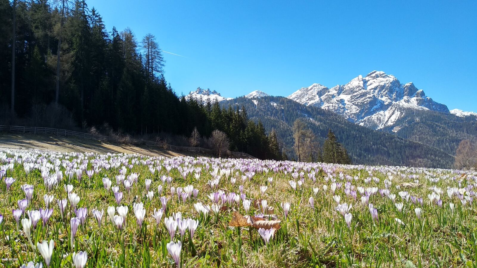 Xiaomi Mi A1 sample photo. Flower, flowers, dolomites photography