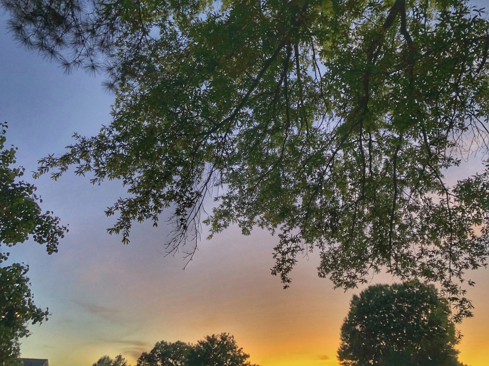 Apple iPhone 8 Plus sample photo. Sunset, trees, sky photography