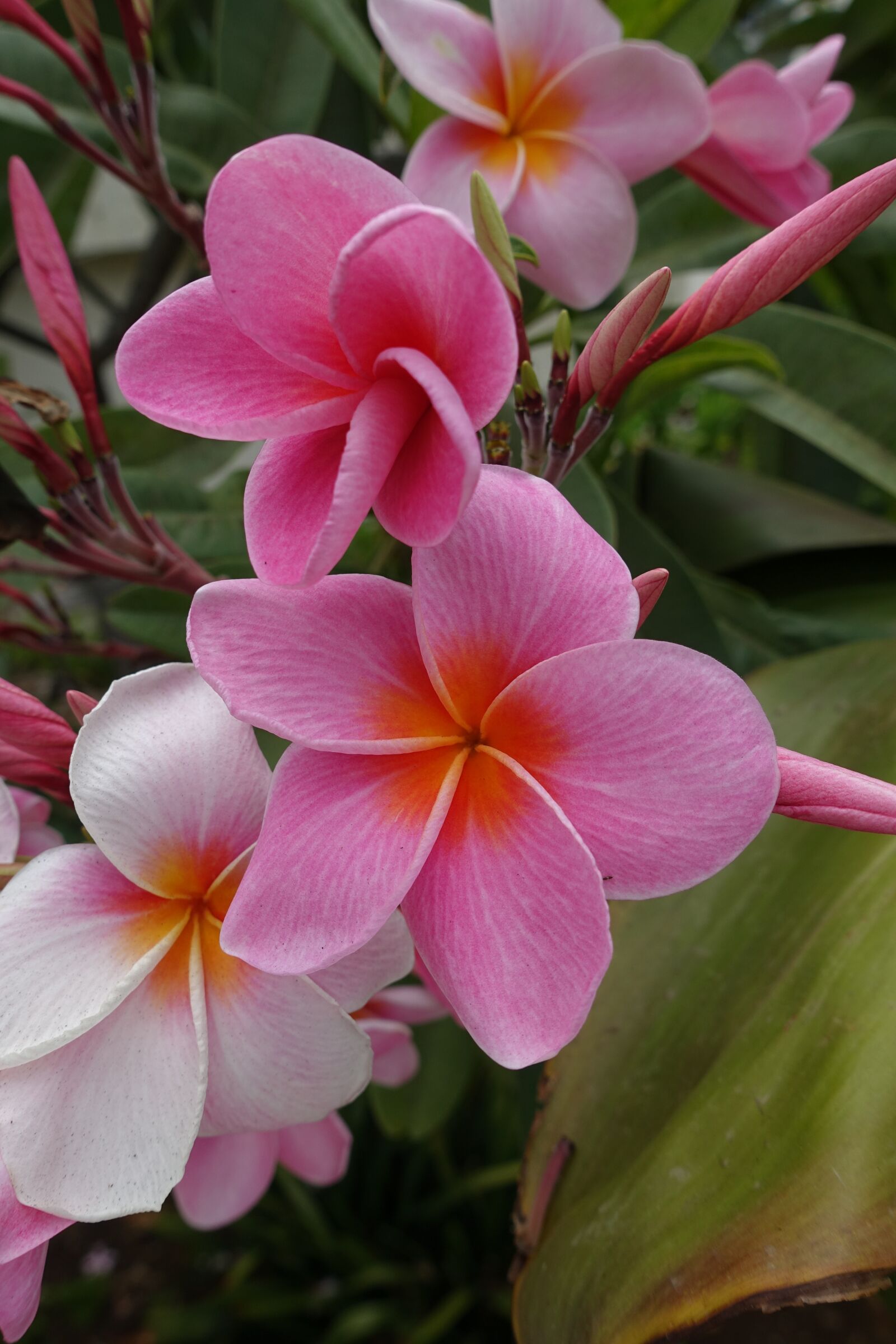 Sony Cyber-shot DSC-RX100 III sample photo. Flower, pink, flowers photography