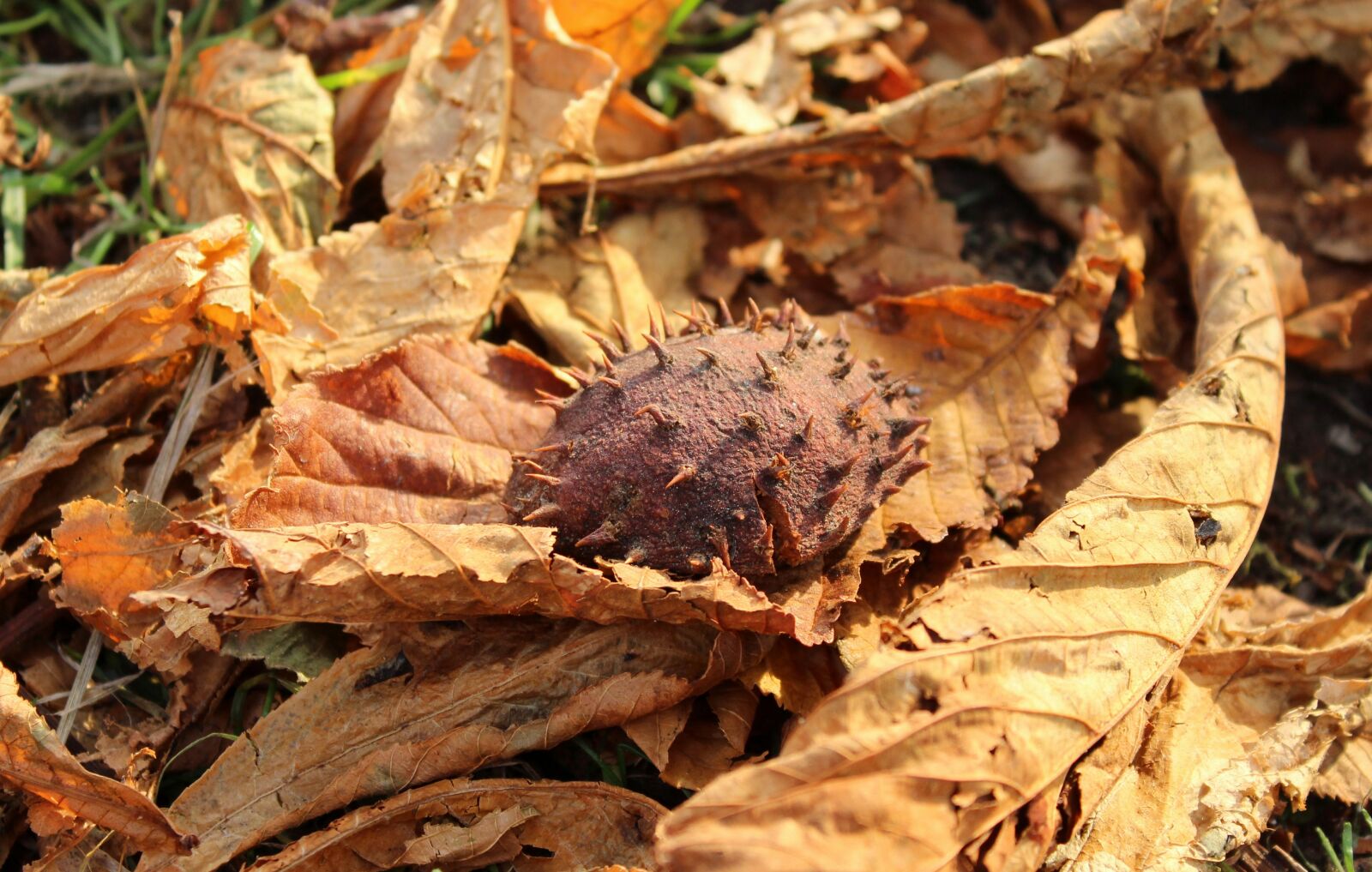 Canon EOS 1200D (EOS Rebel T5 / EOS Kiss X70 / EOS Hi) sample photo. Foliage, dry leaves, horse photography