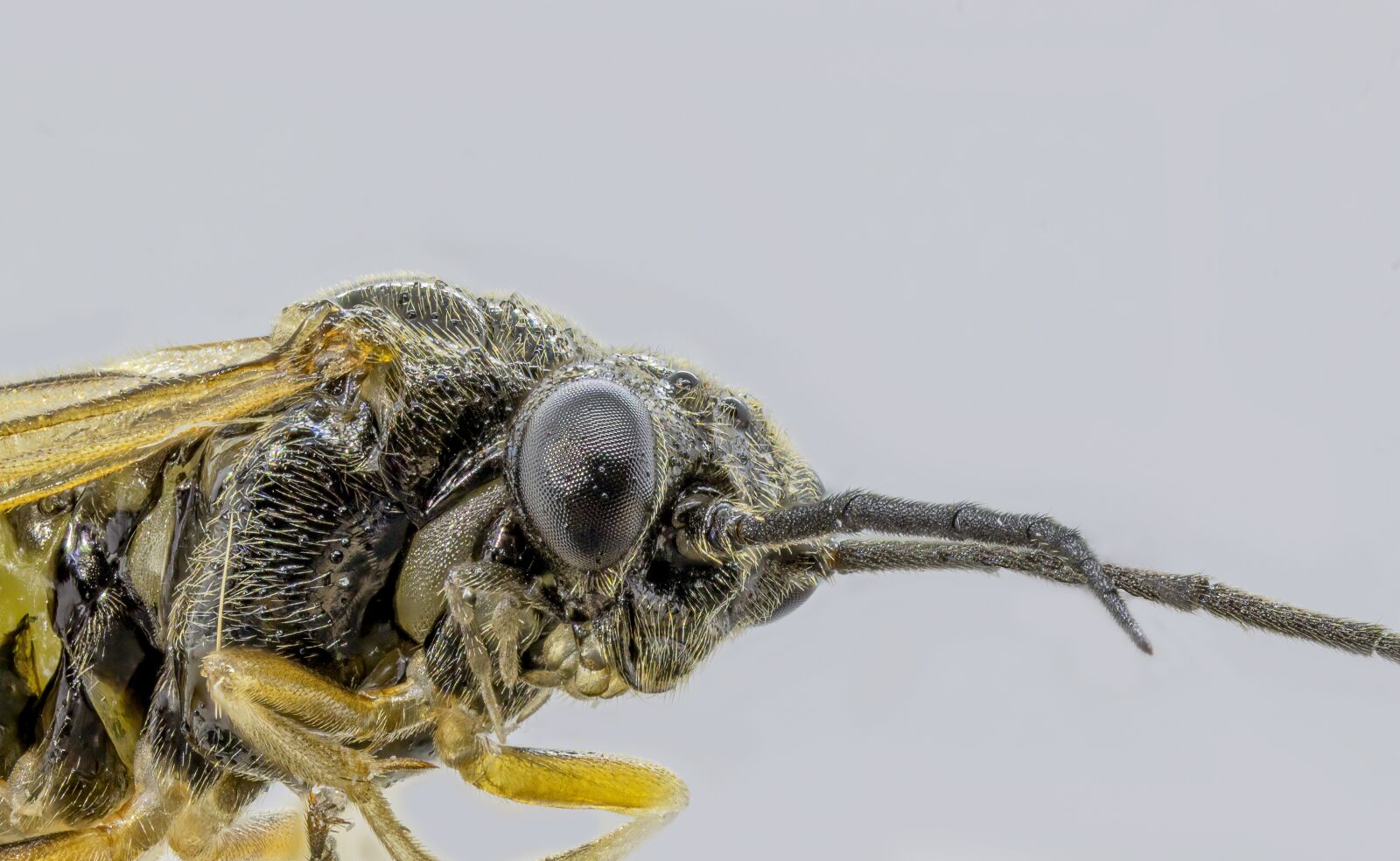 Canon MP-E 65mm F2.5 1-5x Macro Photo sample photo. Wasp, solitary, tiny photography