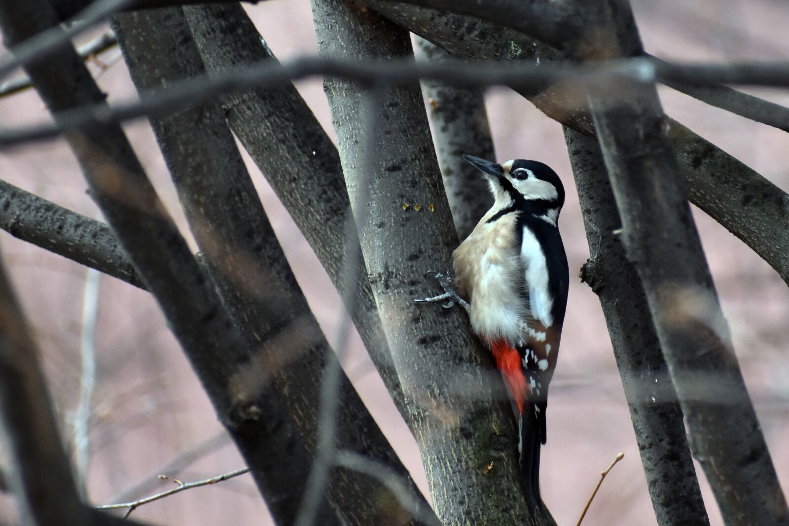 Nikon D3500 sample photo. Nature, bird, woodpecker photography