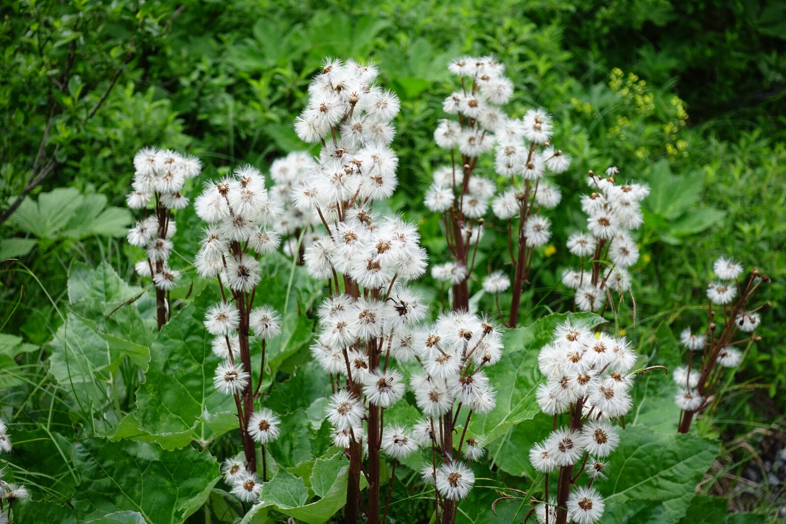 Sony Cyber-shot DSC-RX100 IV sample photo. Infructescence, pappus, hair wreath photography