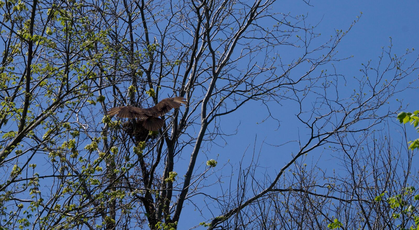 Sony SLT-A77 sample photo. Buzzard, nest, predator photography