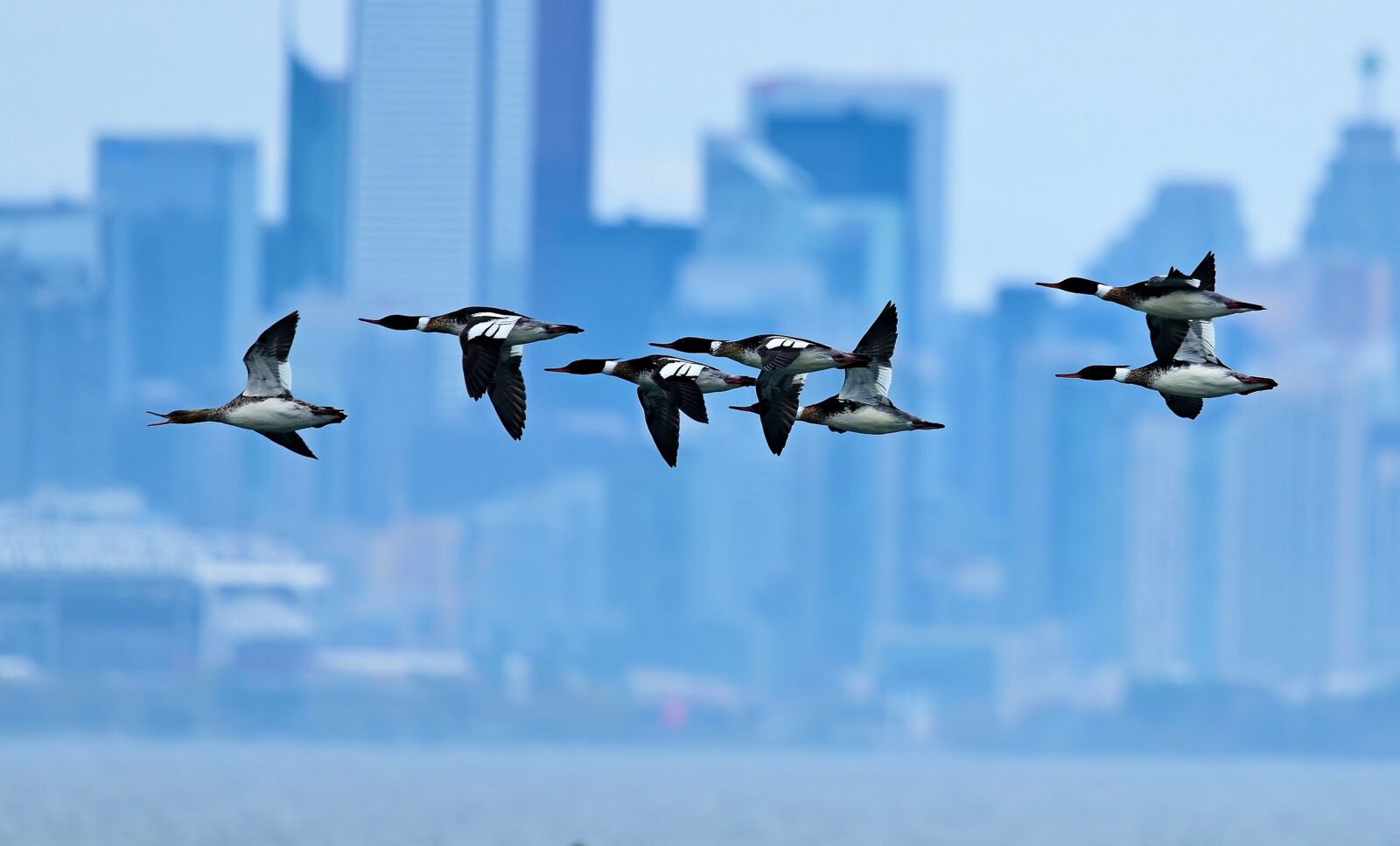 Nikon D850 sample photo. Ducks, downtown, landscape photography