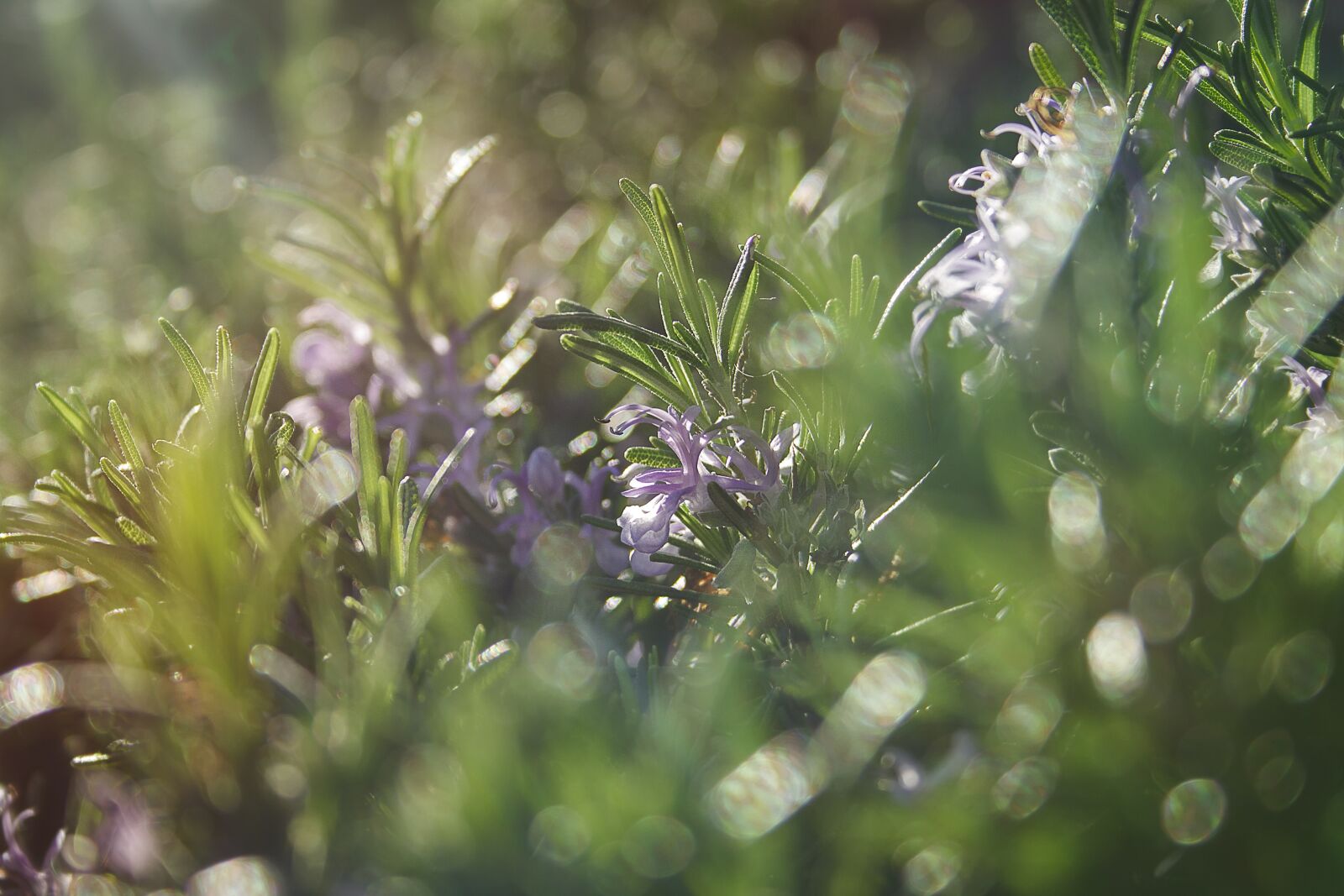 Canon EF-S 18-55mm F3.5-5.6 II sample photo. Rosemary, flowers, wild flowers photography