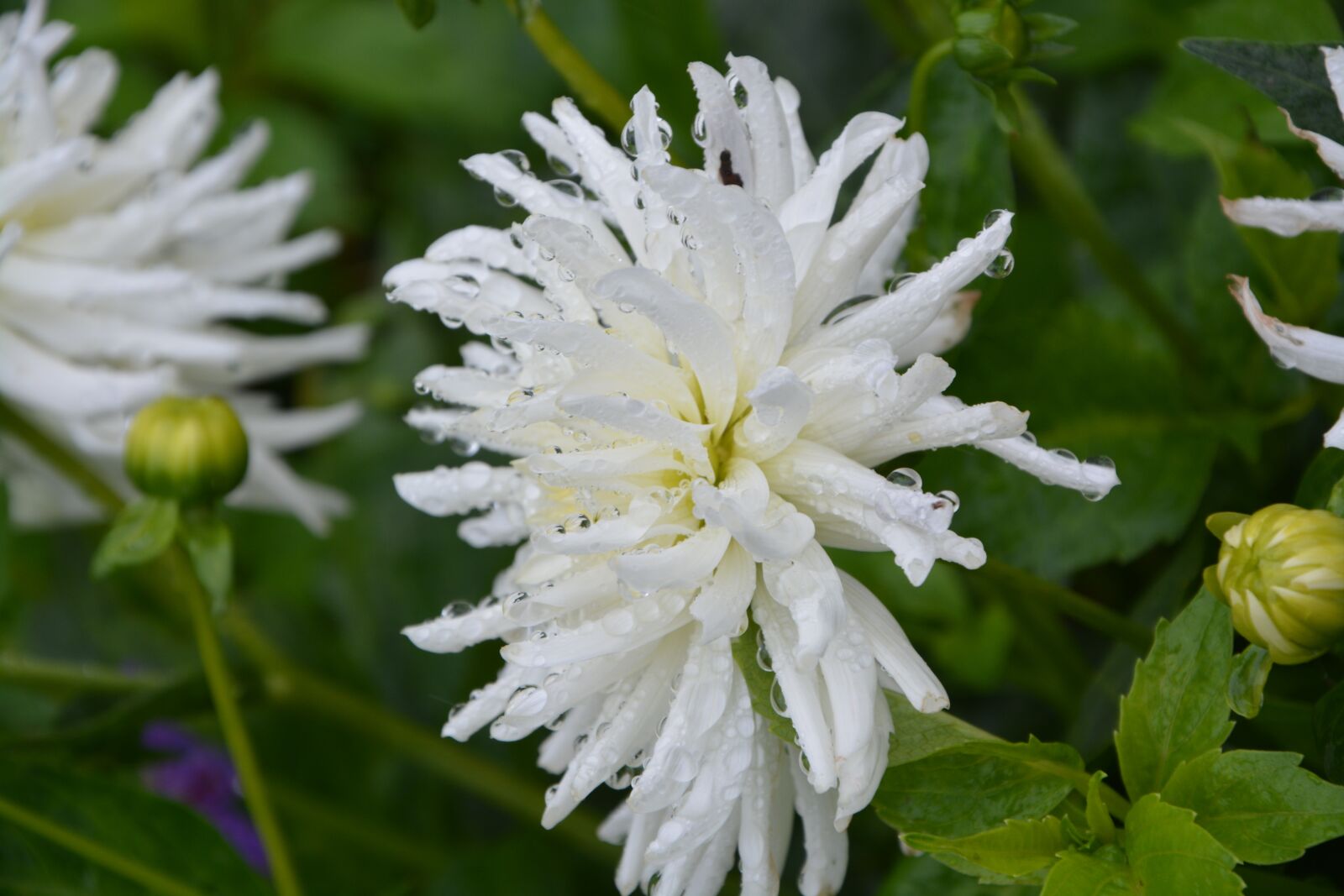 Nikon D5200 sample photo. White flower, white petals photography