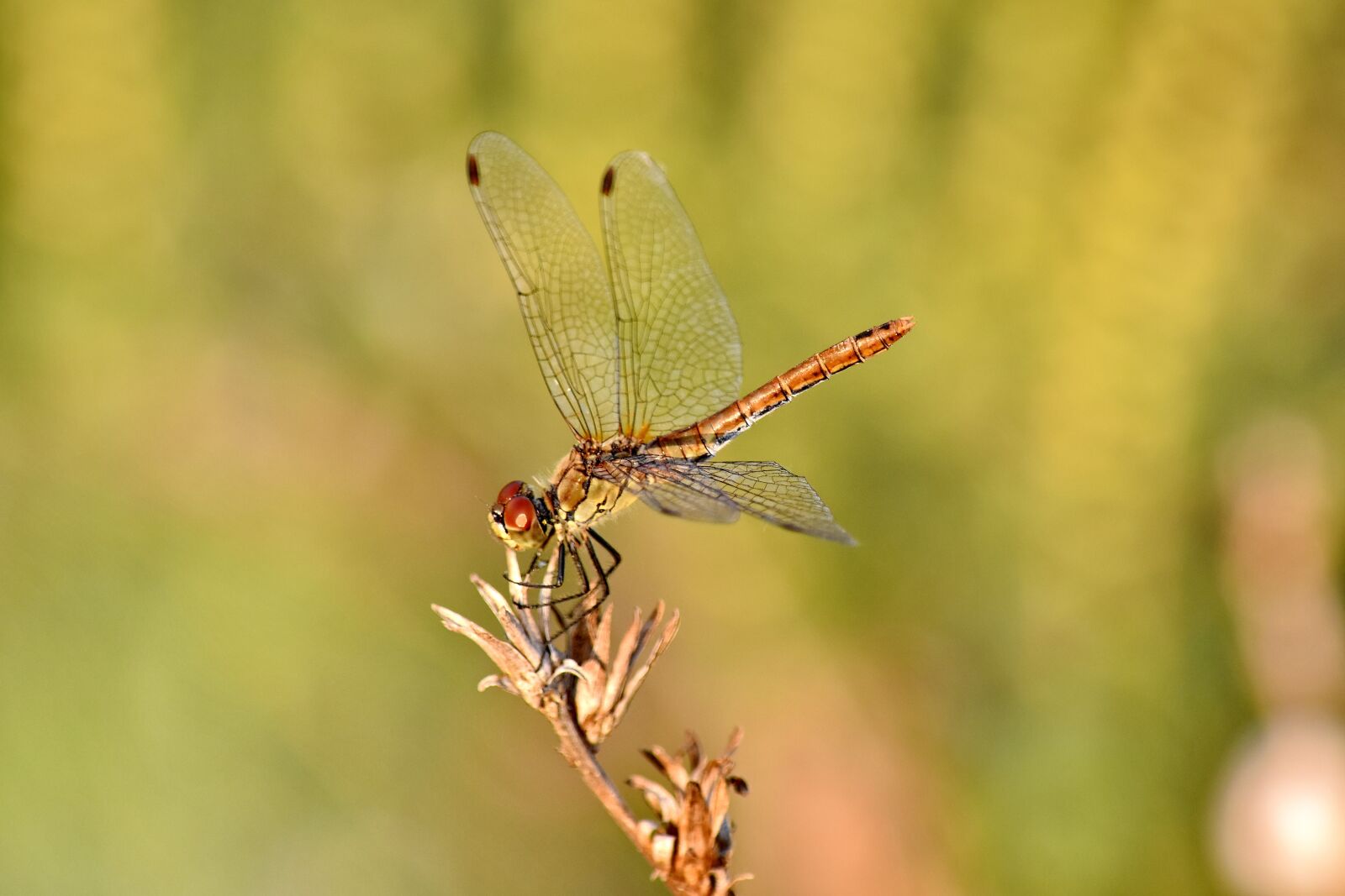 Nikon D5500 sample photo. Beautiful photo, close-up, dragonfly photography