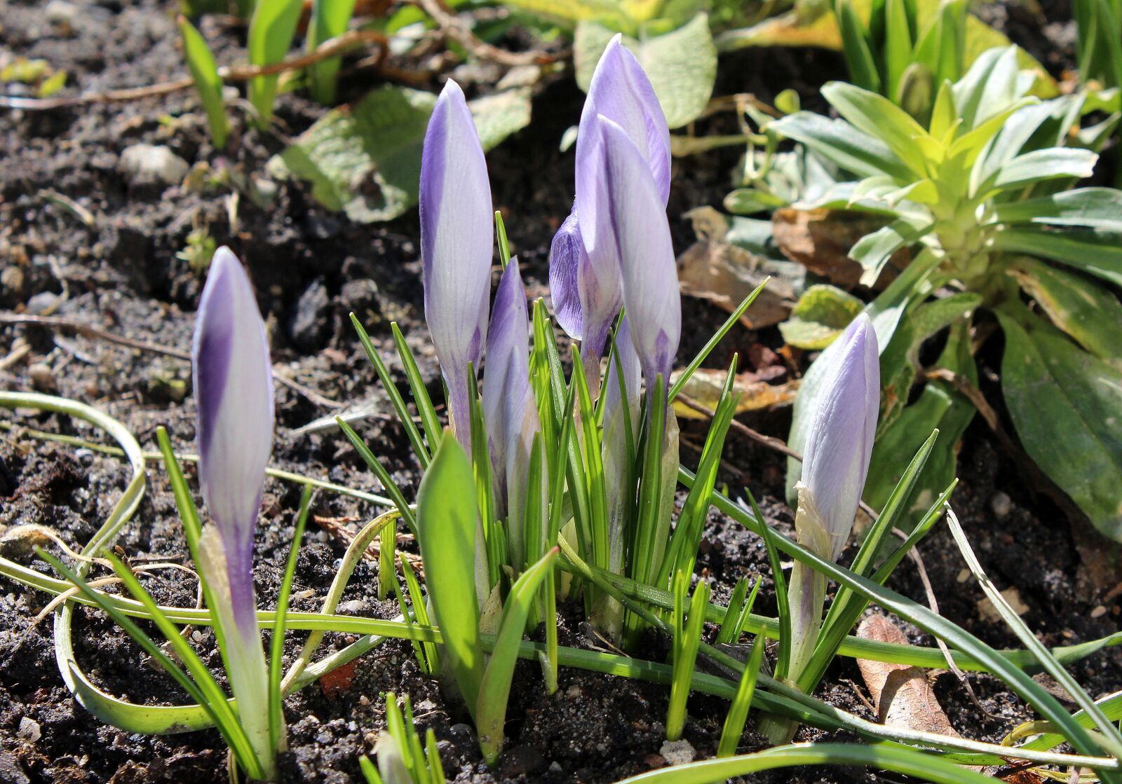Canon EOS 1200D (EOS Rebel T5 / EOS Kiss X70 / EOS Hi) sample photo. Crocus, spring flowers, march photography