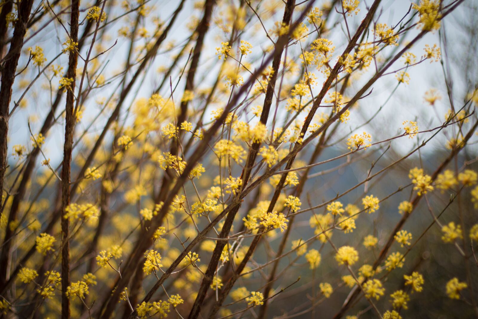 Canon EOS 70D + Canon EF 50mm F1.8 II sample photo. Quarter, wood, season photography
