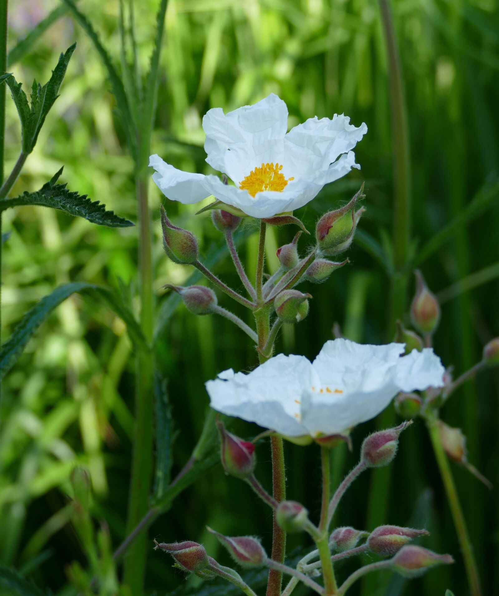 Panasonic Lumix DMC-FZ1000 sample photo. Rockrose, garden, blossom photography