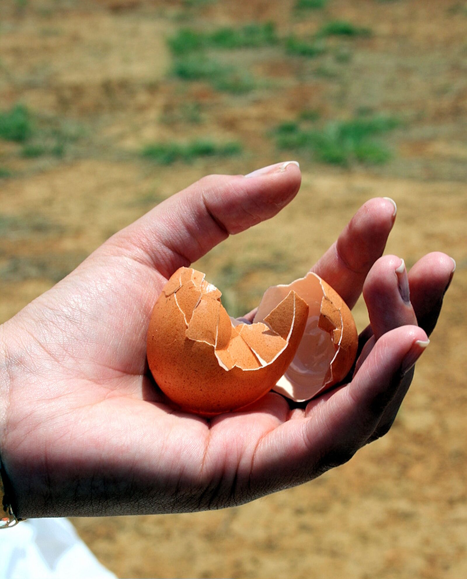 Canon EOS 400D (EOS Digital Rebel XTi / EOS Kiss Digital X) sample photo. Cracked egg, broken, wasted photography