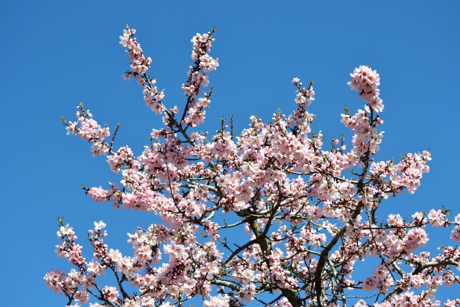 Nikon D3100 sample photo. Madrid, fifth mills, almond photography