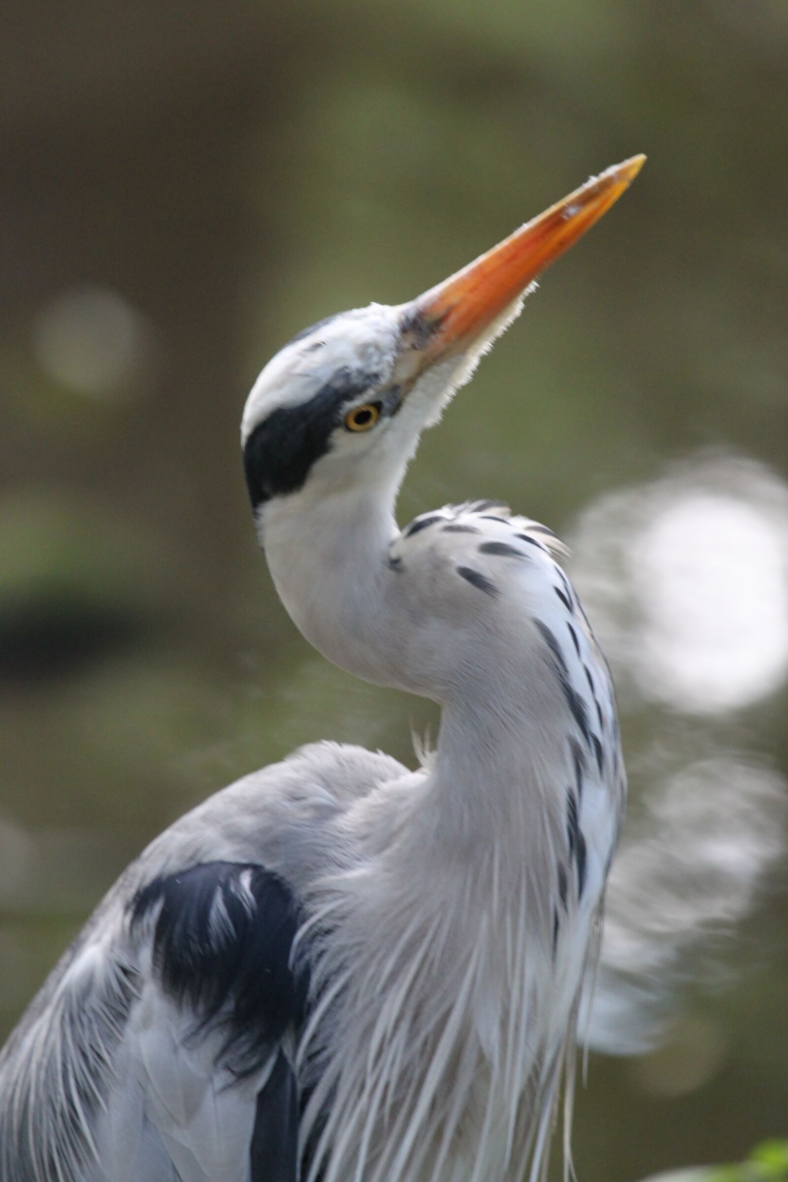 Canon EOS 500D (EOS Rebel T1i / EOS Kiss X3) sample photo. Heron, grey heron, feather photography
