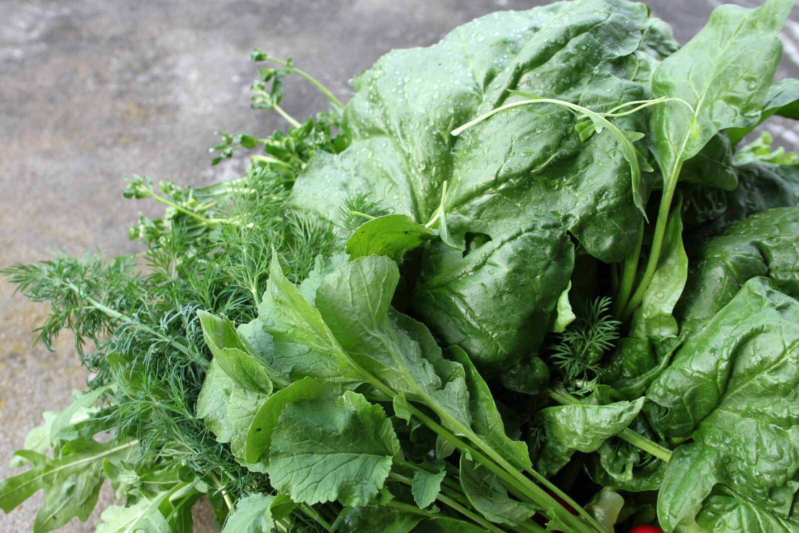Canon EOS 500D (EOS Rebel T1i / EOS Kiss X3) sample photo. Lettuce, cabbage, young cabbage photography