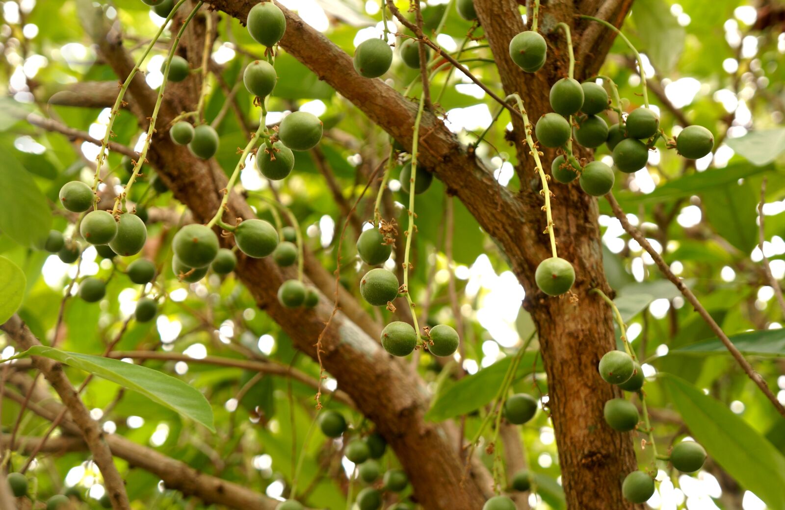 Sony Alpha NEX-F3 + Sony E 18-55mm F3.5-5.6 OSS sample photo. Fruit trees, tree green photography