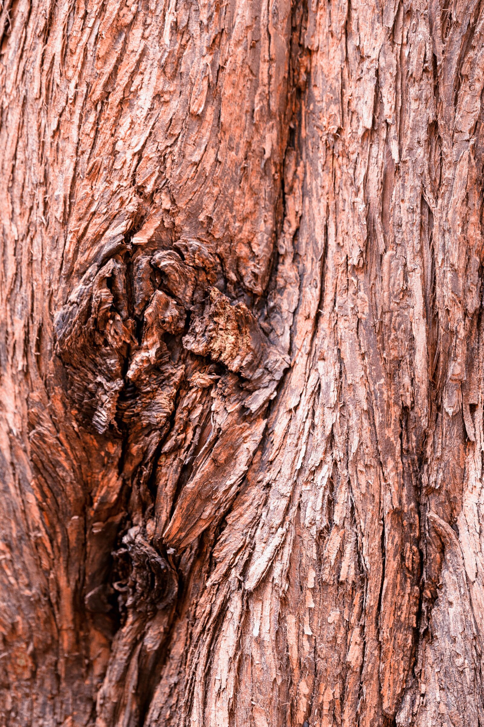Canon EOS 6D sample photo. Wood, tree, bark photography