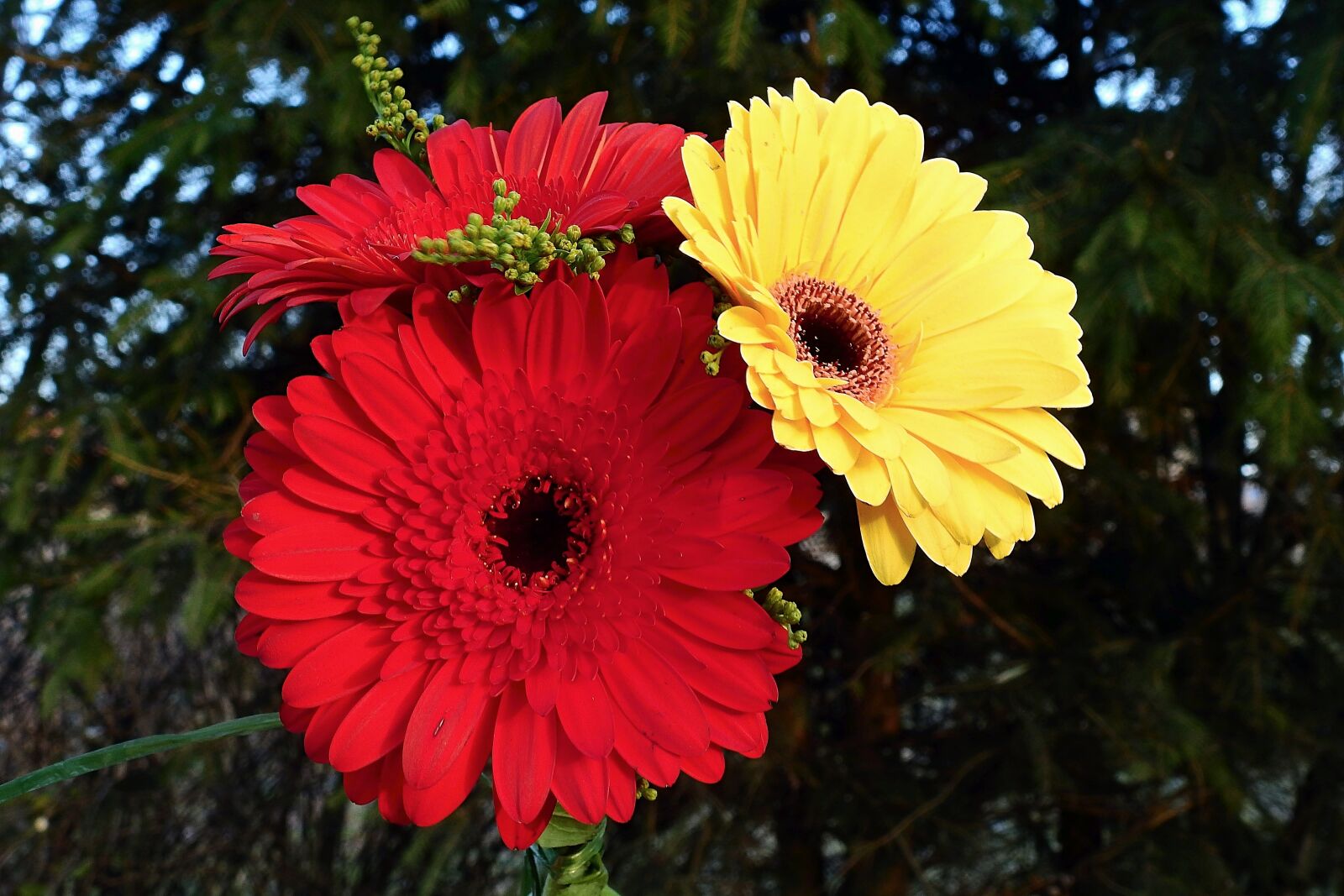 Nikon Coolpix P900 sample photo. Flowers, colorful, plants photography