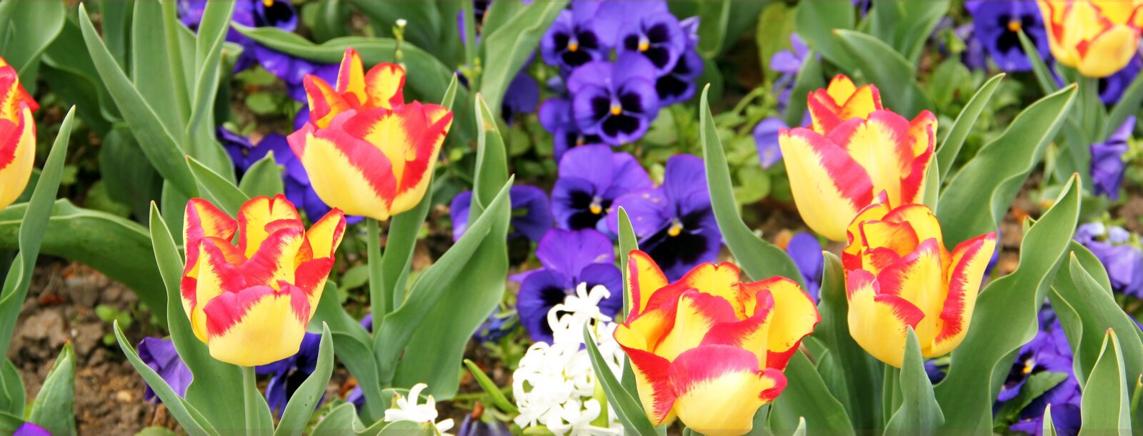 Canon EOS 550D (EOS Rebel T2i / EOS Kiss X4) sample photo. Spring, cologne, tulip photography