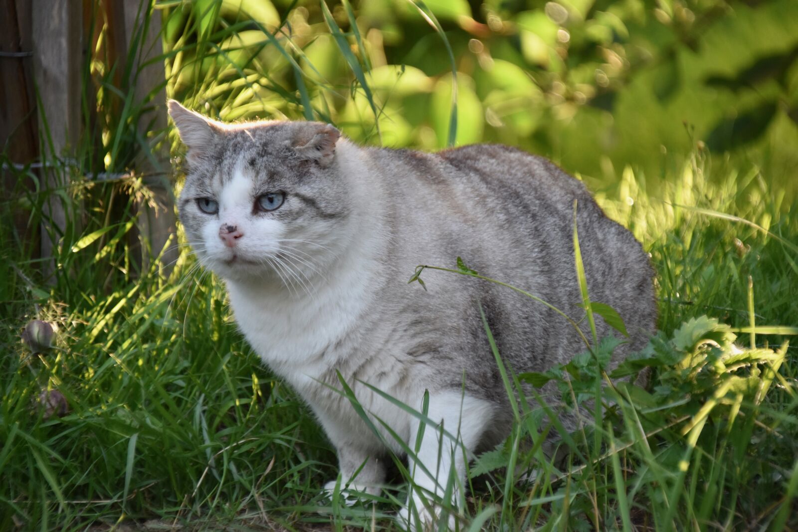 Nikon D5600 sample photo. Cat, feline, alley cat photography