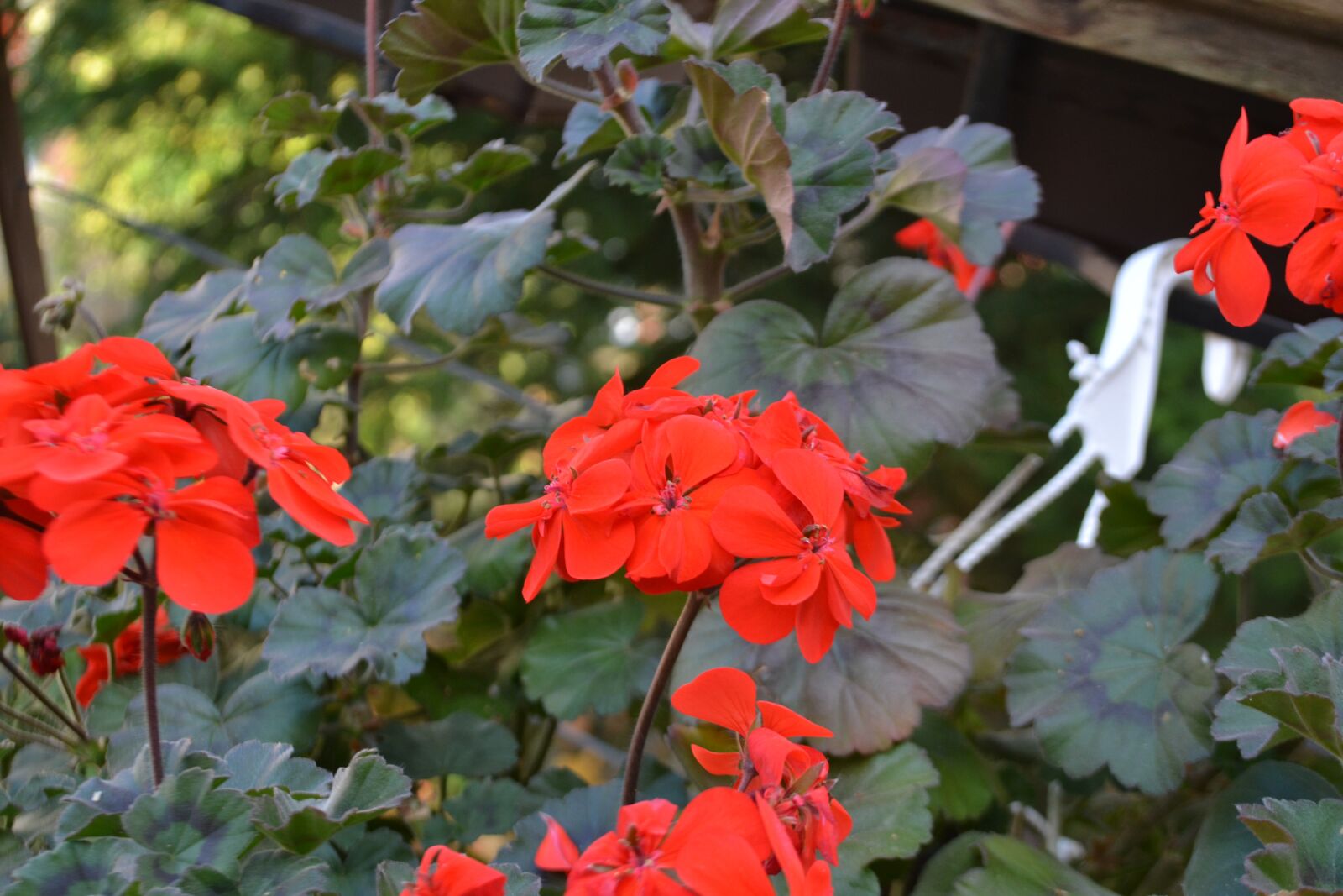Nikon D3100 sample photo. Flower, red, garden photography