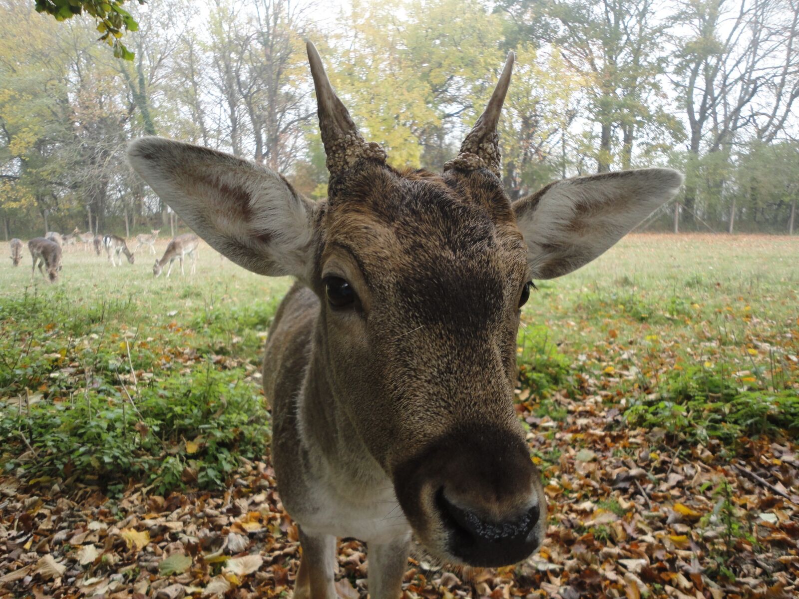 Sony DSC-W350 sample photo. "Roe deer, hirsch, close" photography