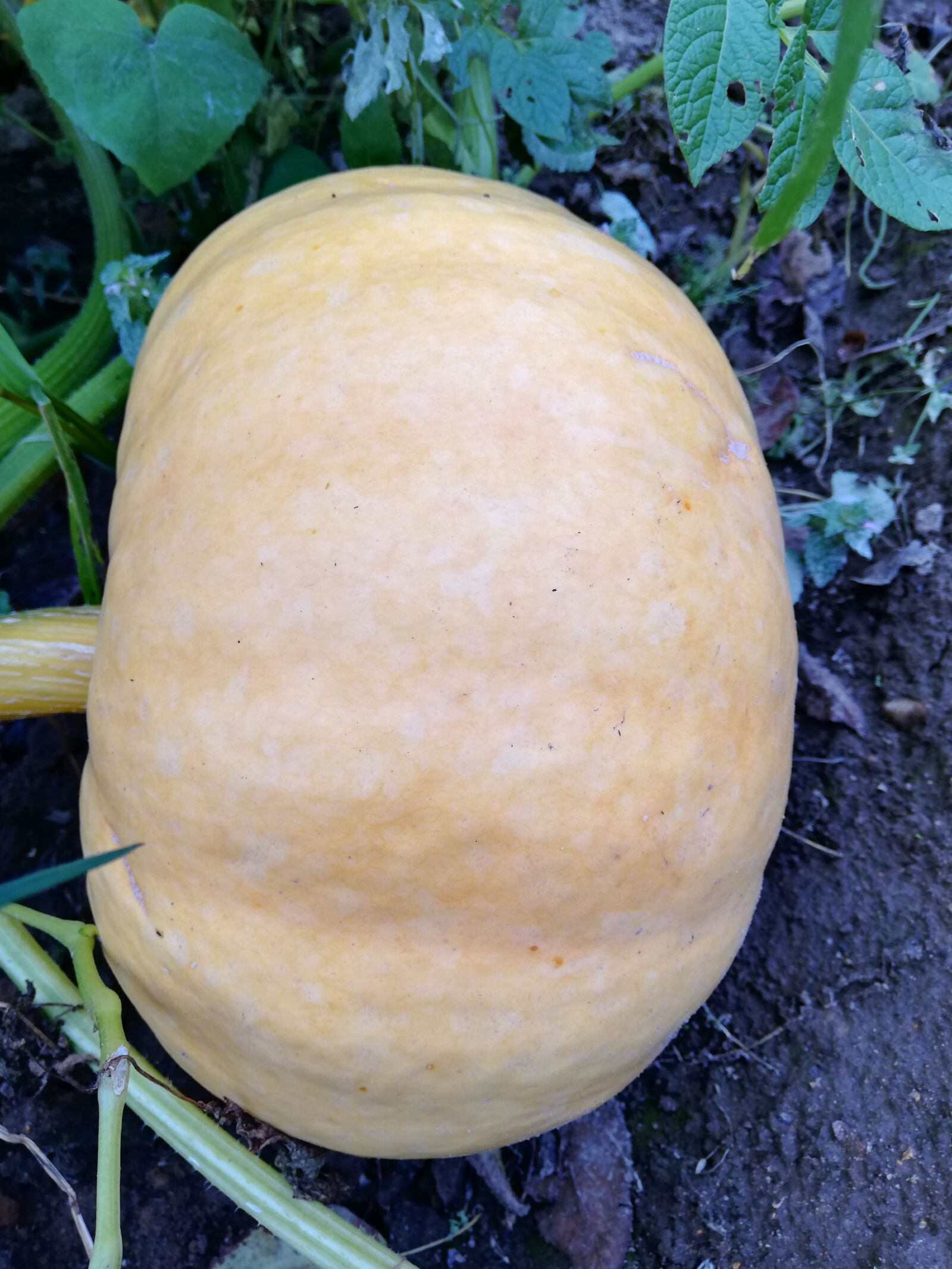 HUAWEI ANE-LX1 sample photo. Pumpkin, vegetable garden, day photography