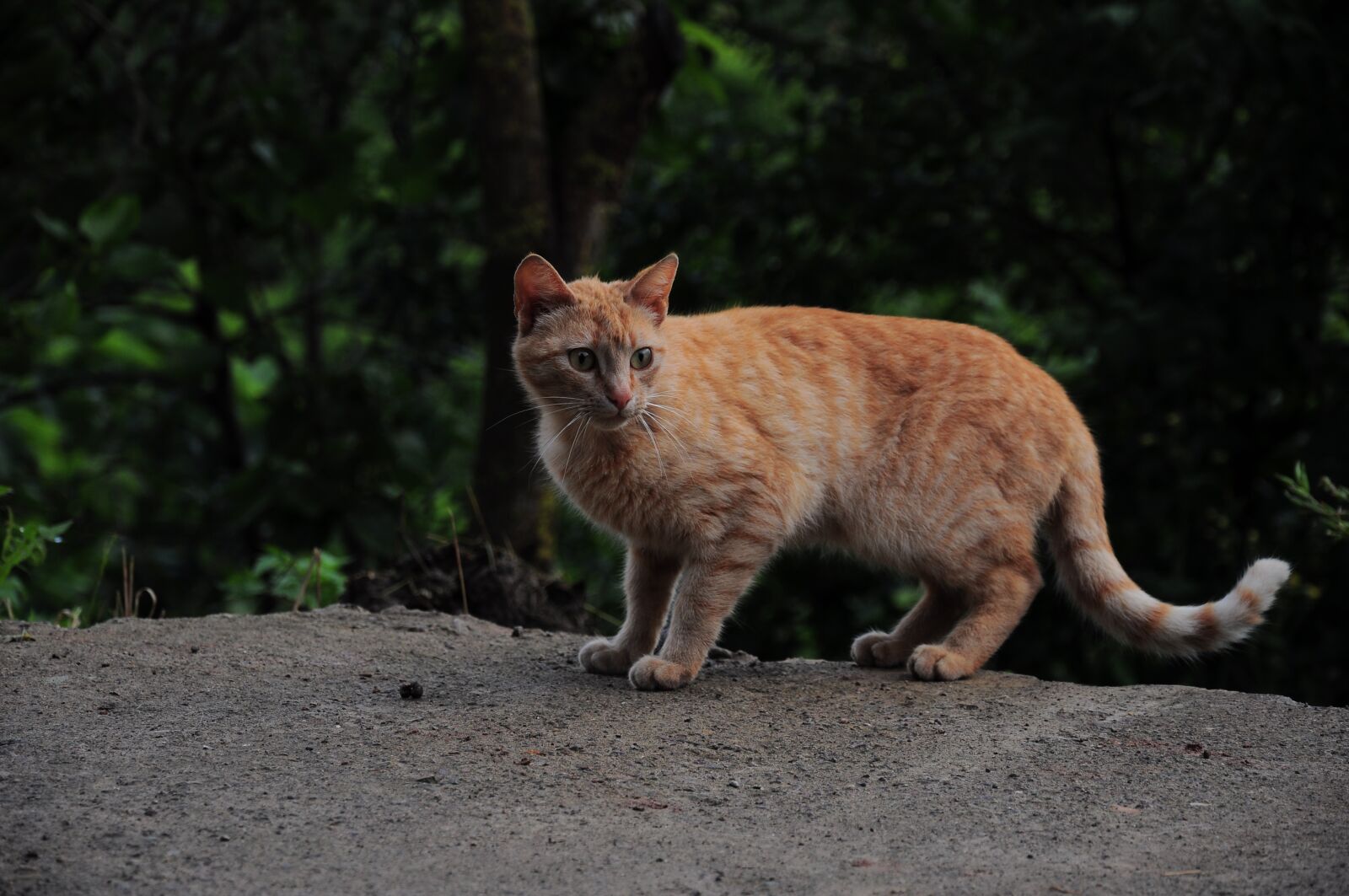 Nikon D90 sample photo. Cat, animals, cute photography