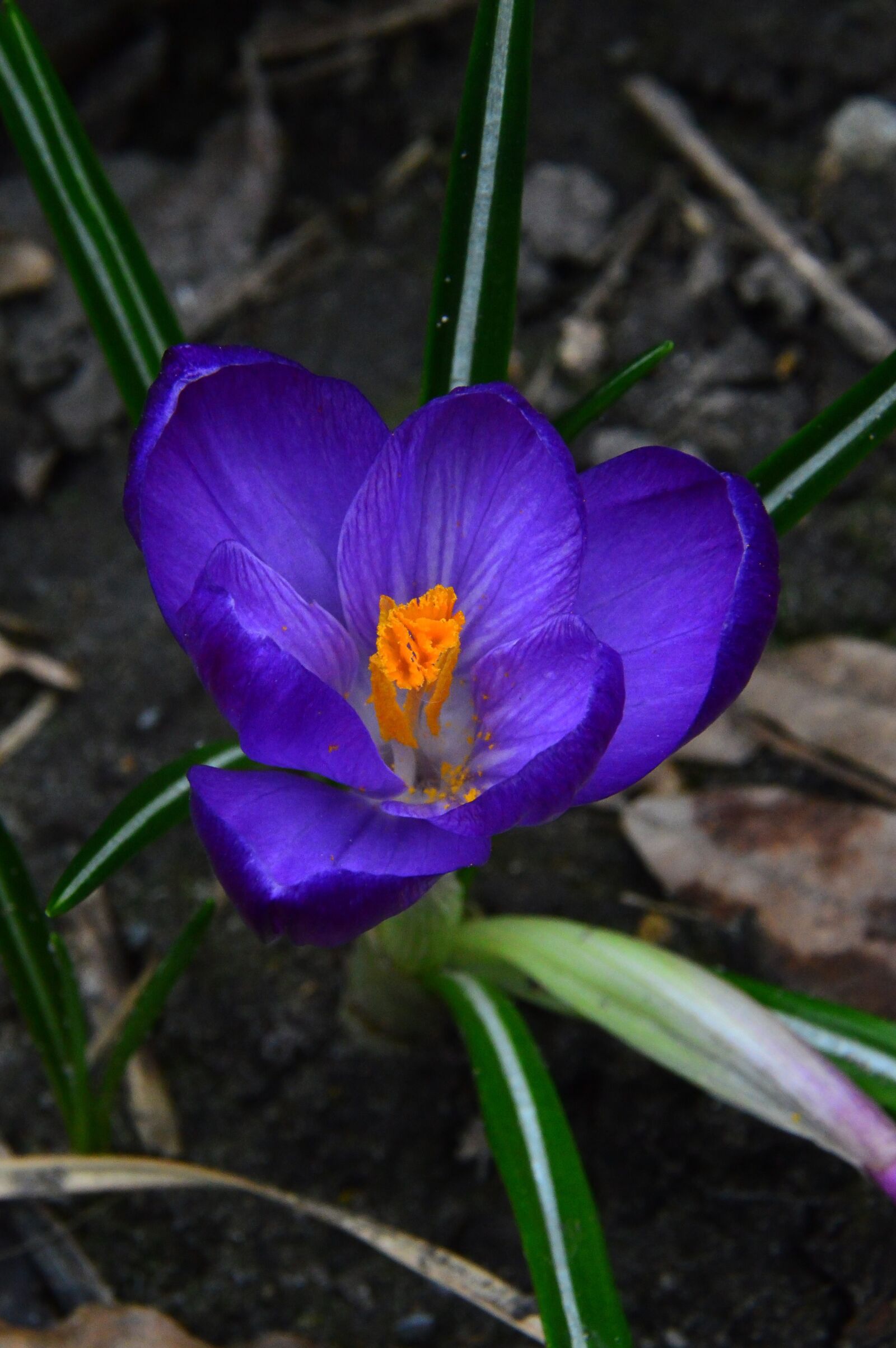 Nikon D3200 sample photo. Nature, flower, plant photography