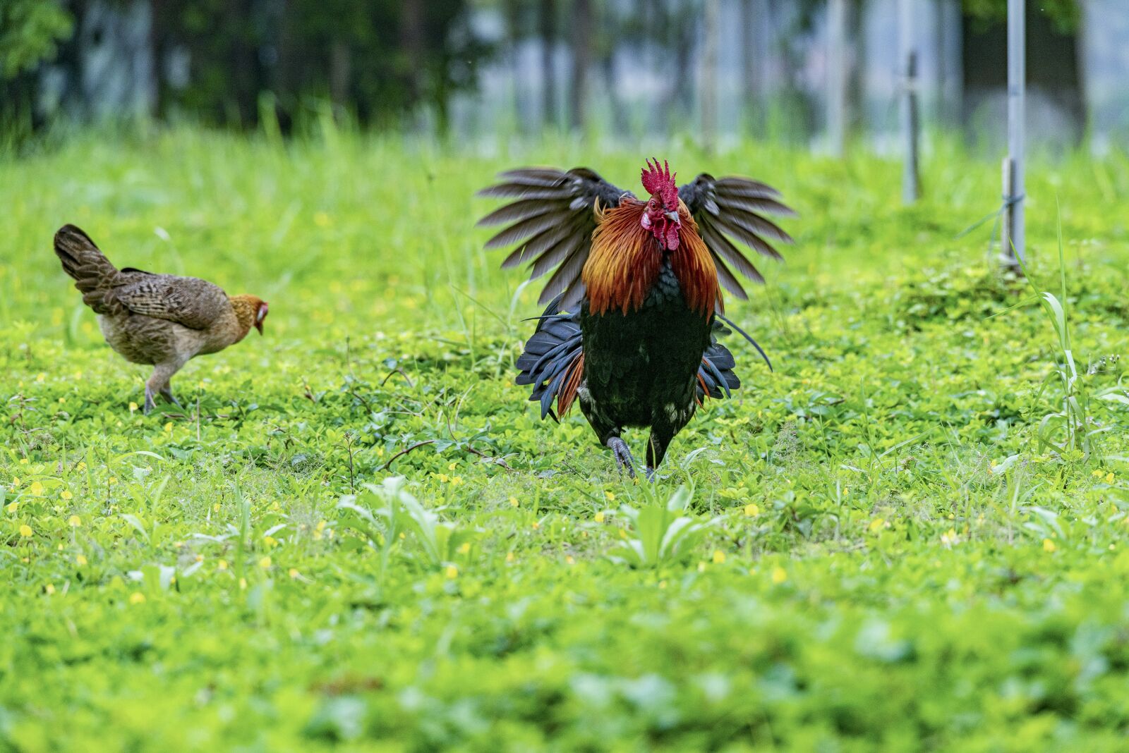 Nikon D810 sample photo. Chicken, rico, delicious photography