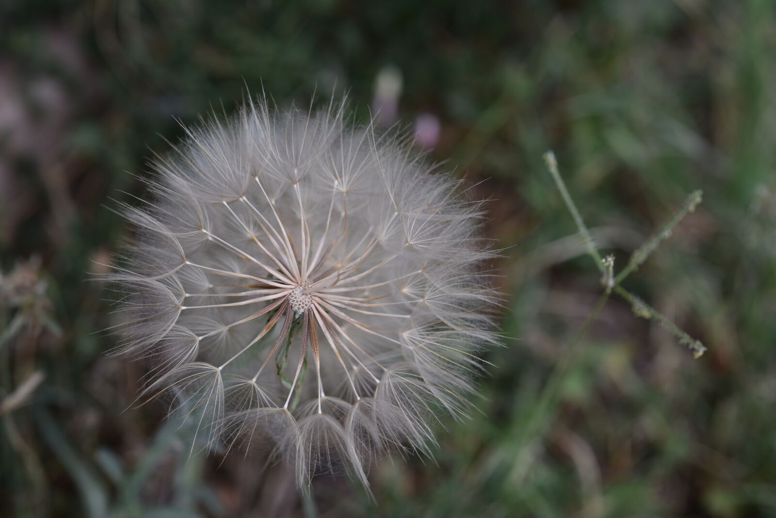 Nikon D750 sample photo. Nature, earth, plant photography
