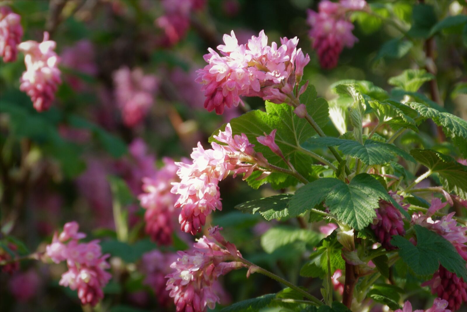 Panasonic Lumix DMC-FZ40 (Lumix DMC-FZ45) sample photo. Ribes, pink, bloom photography