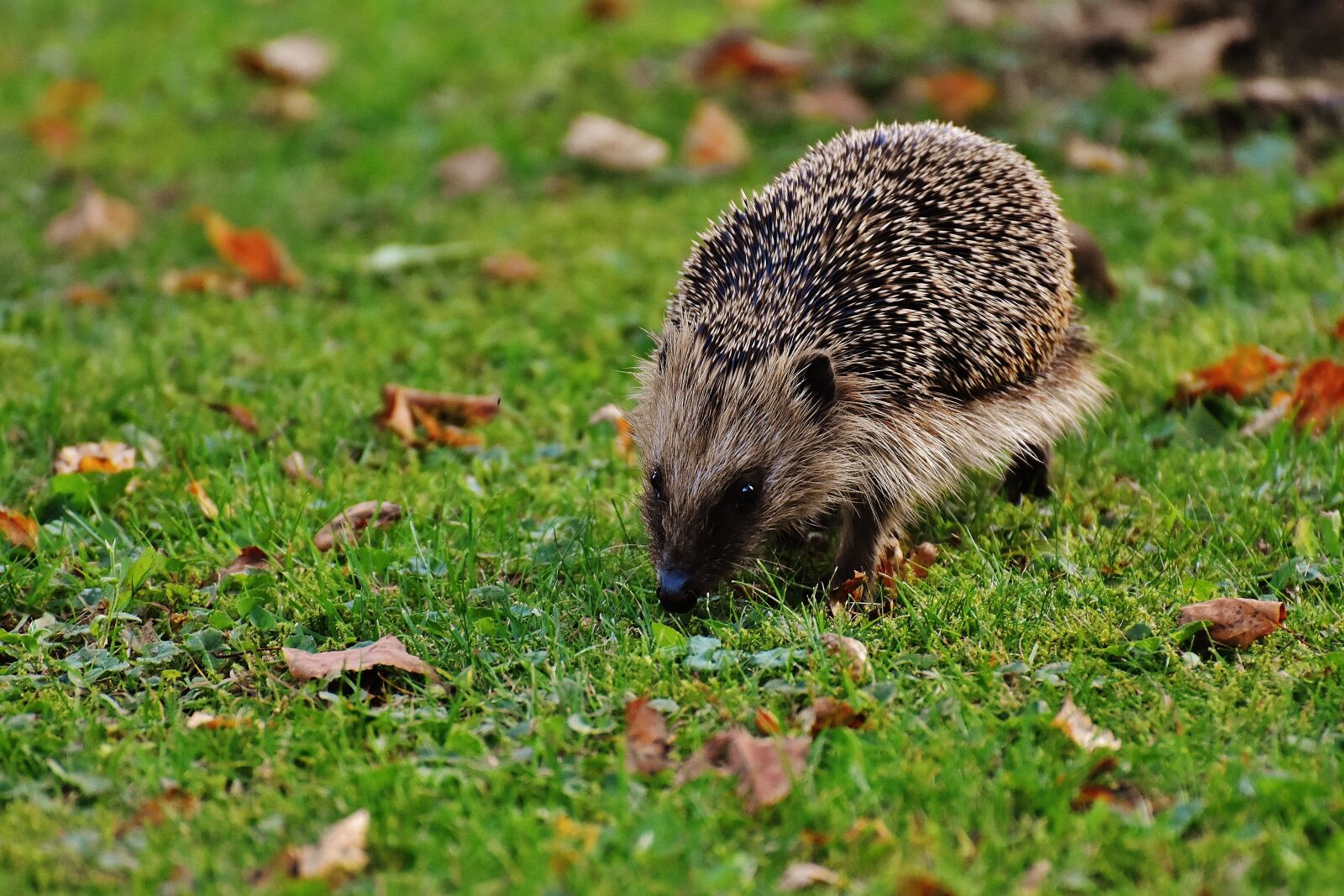 Nikon D7200 sample photo. Hedgehog, animal, spur photography