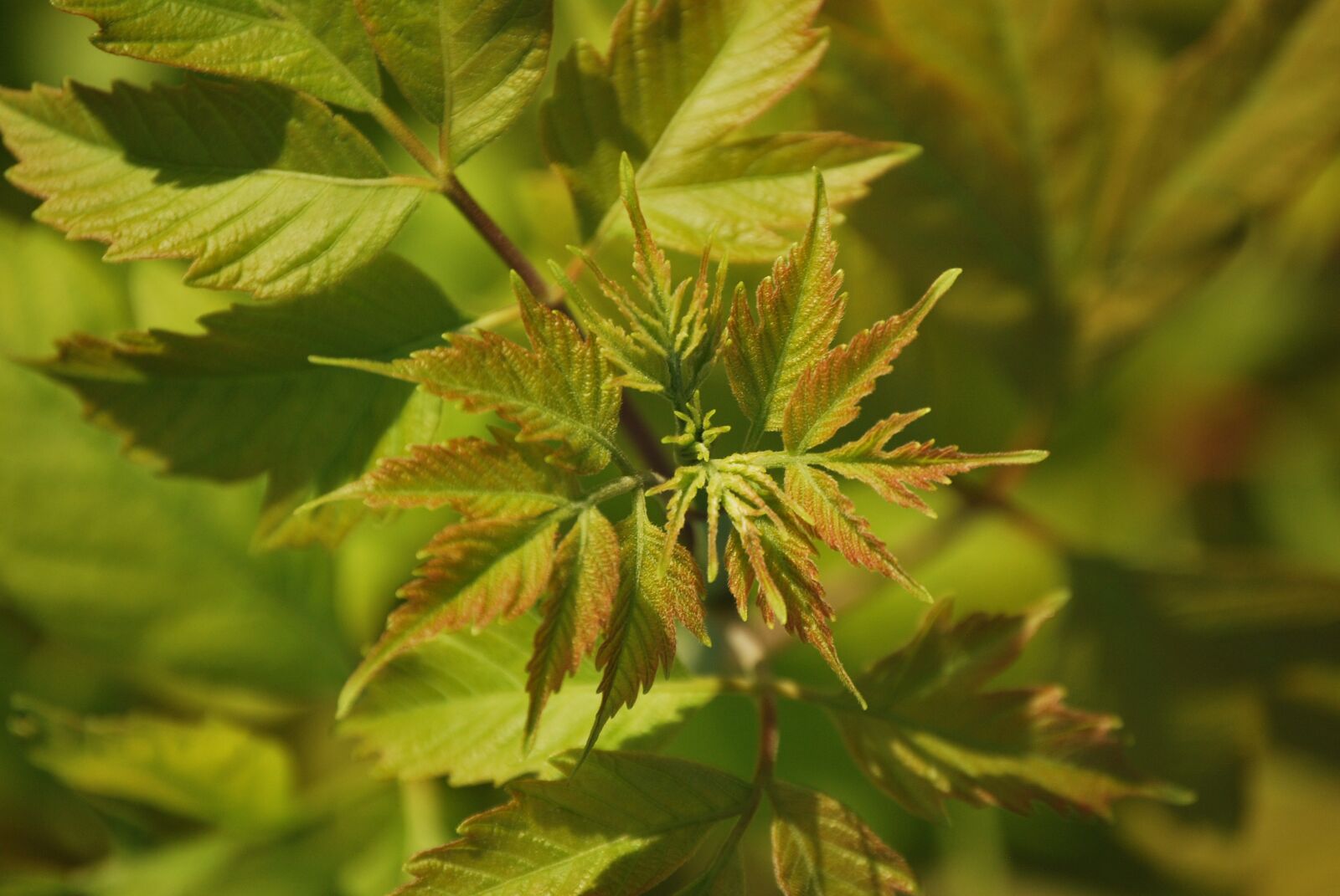 Nikon D60 sample photo. Greenery, green, plants photography