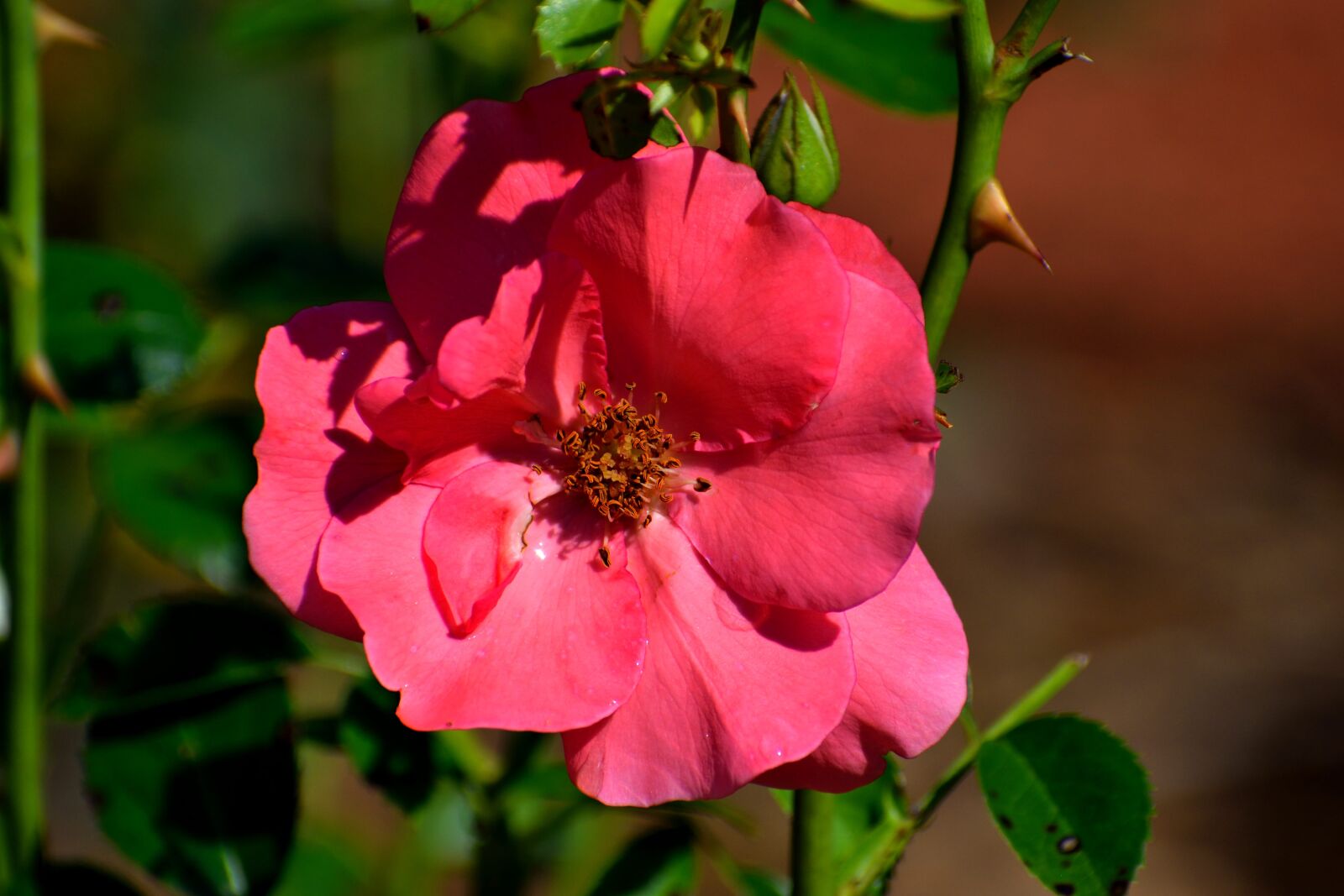 Nikon D3300 sample photo. Vibrant color, rose, flower photography