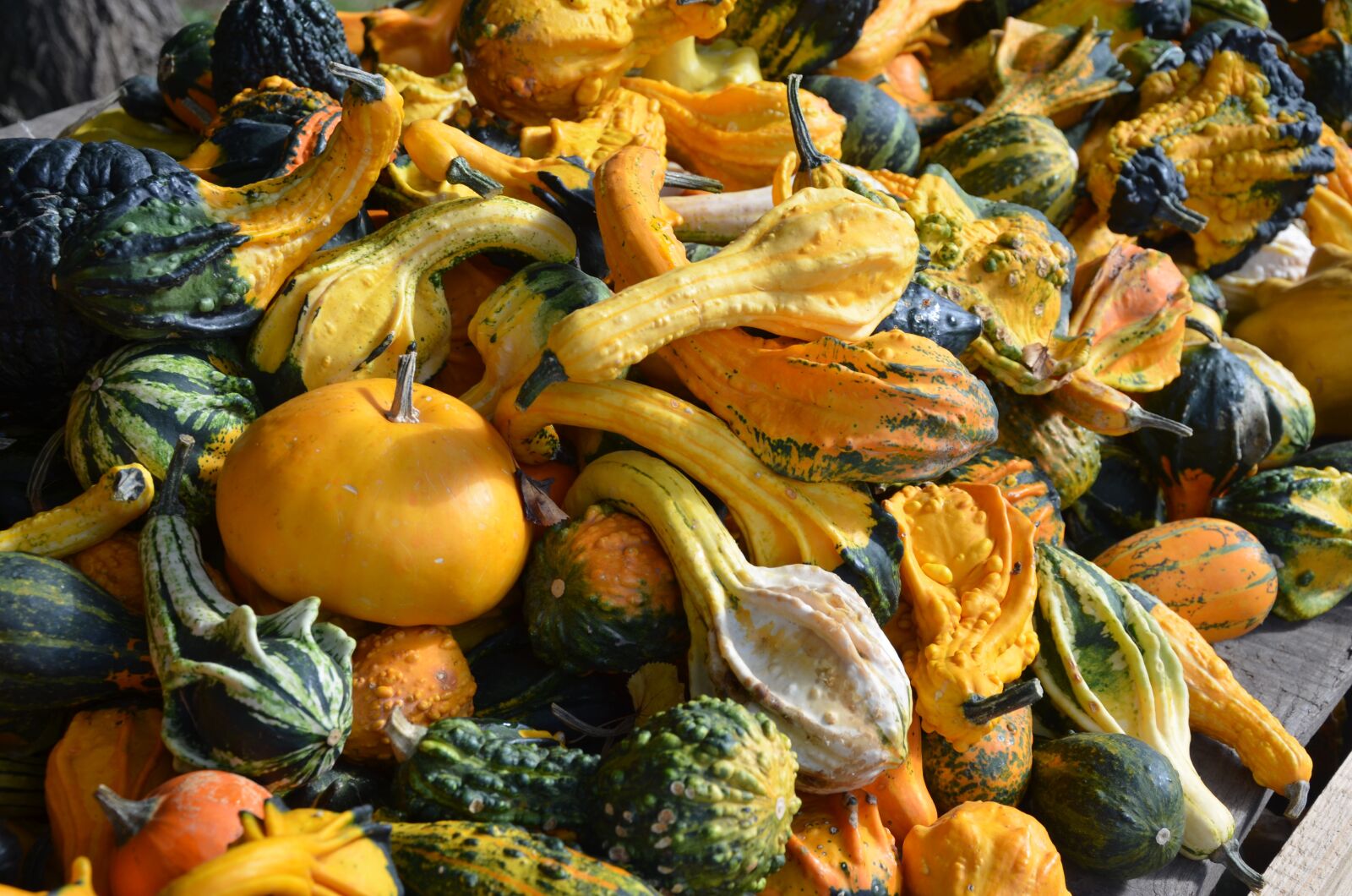 Nikon D5100 sample photo. Pumpkin, colorful, autumn photography