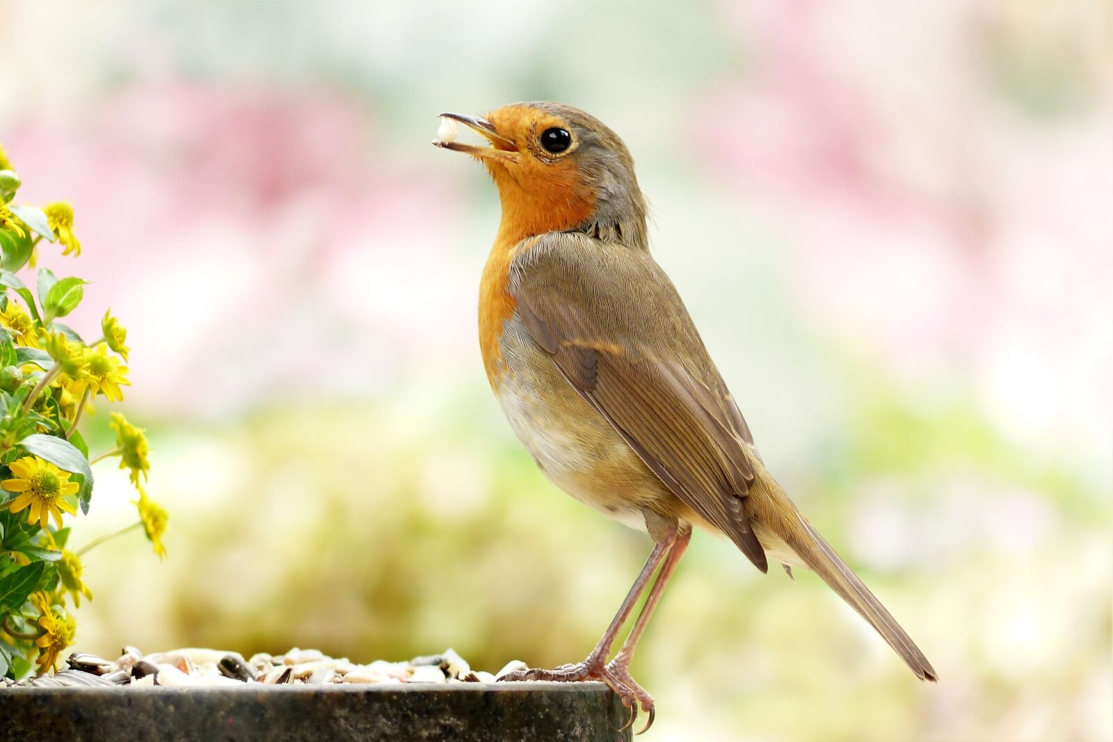 Panasonic Lumix DMC-FZ200 sample photo. Animal, bird, songbird photography